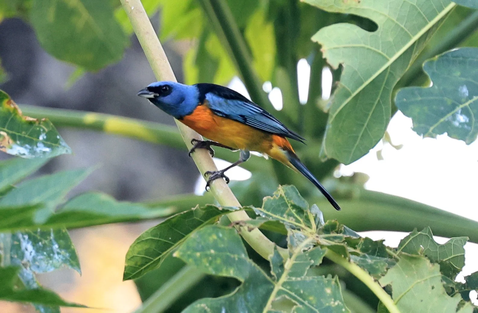 Blue-and-yellow Tanager (Thraupis bonariensis) Estancia Campo'i Paraguay 