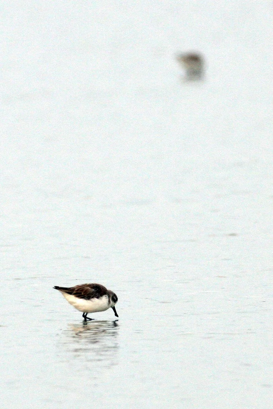 BIRD - SANDPIPER - SPOON-BILLED SANDPIPER - PAK THALE PETCHABURI PROVINCE THAILAND (10).JPG