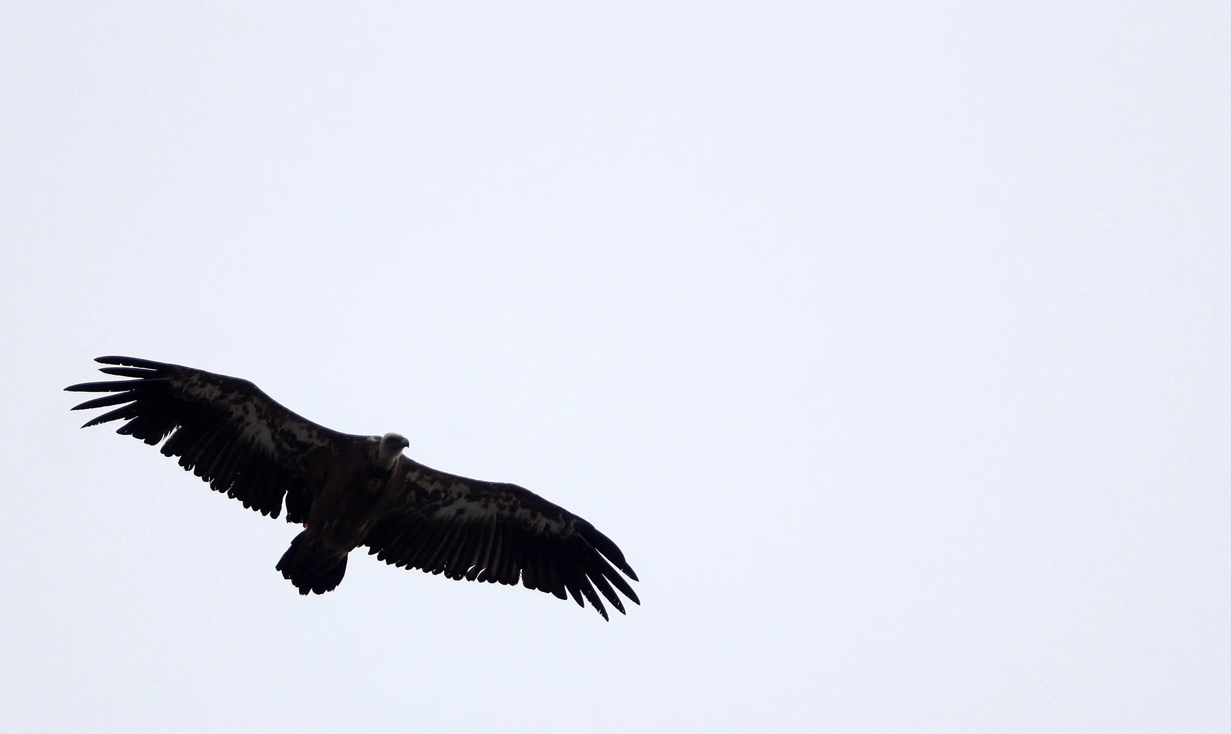 Gyps fulvus - GRIFFON (EUROPEAN GRIFFON) VULTURE - SIERRA NEVADA NATIONAL PARK SPAIN (7).JPG
