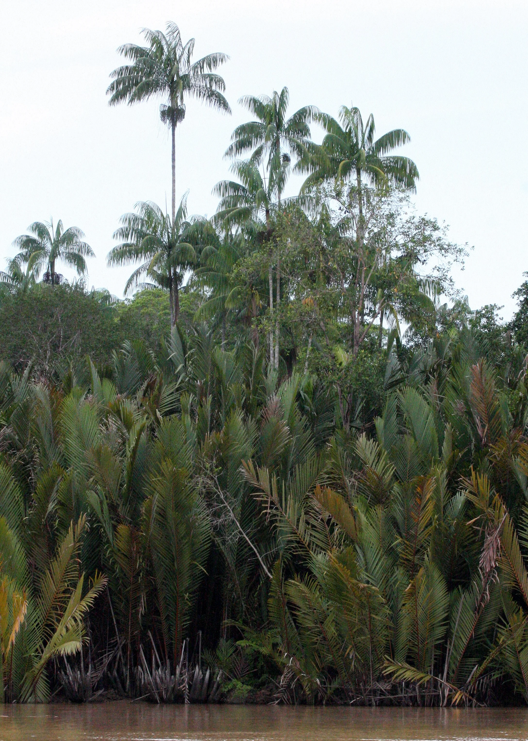KINABATANGAN RIVER BORNEO - LI PALMS.JPG