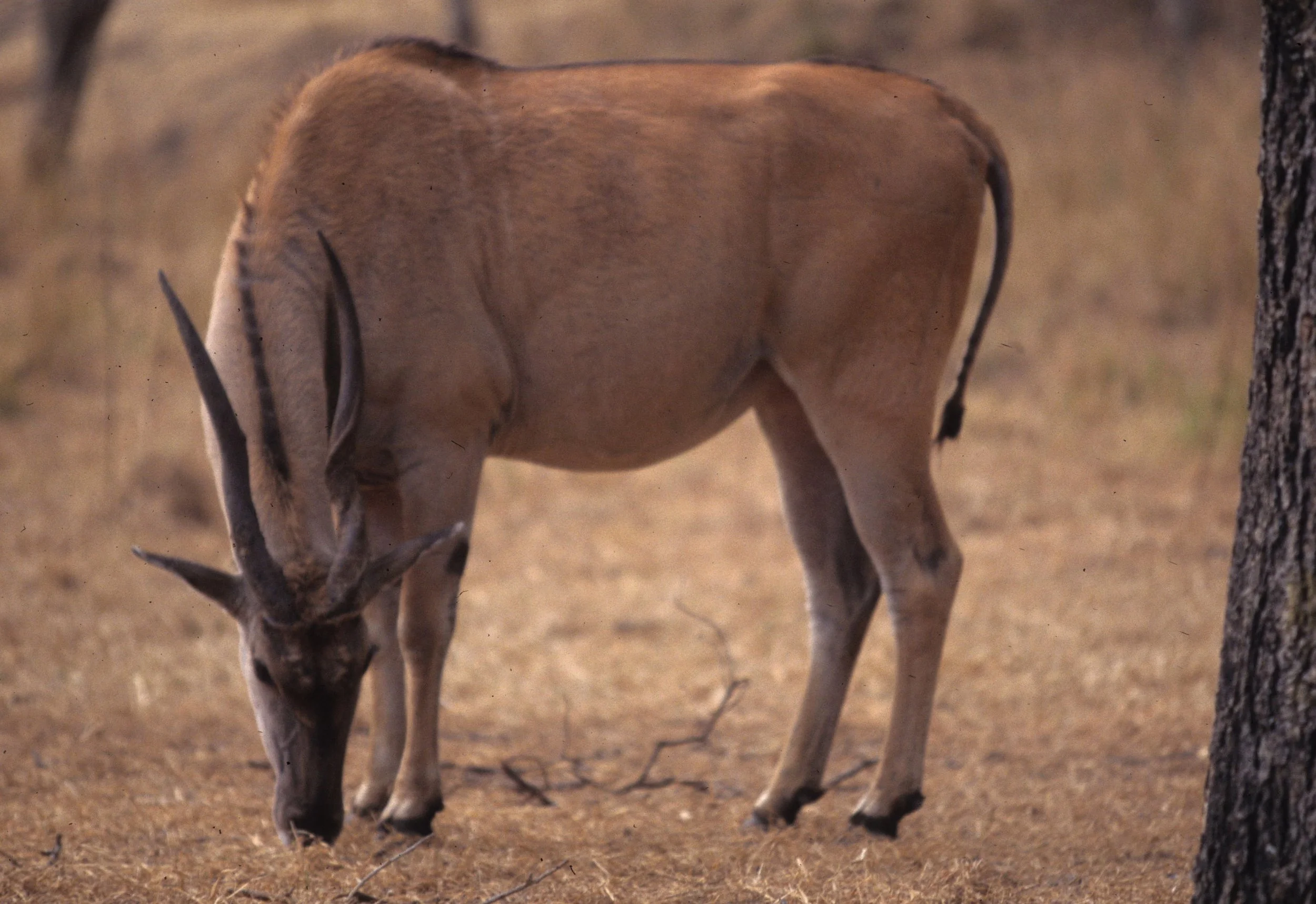 BOVID - ELAND - LESSER - ZIMBABWE (4).jpg