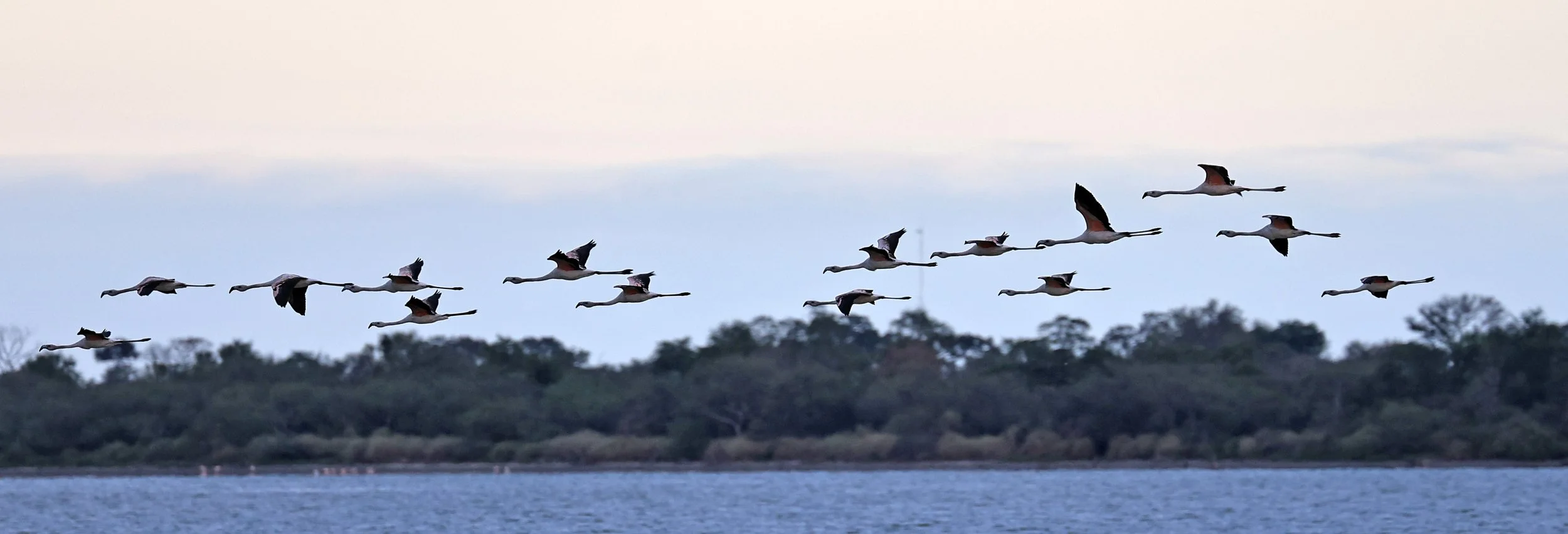 Chilean Flamingo (Phoenicopterus chilensis) Chaco Lodge & Laguna Salada Paraguay (112).jpg