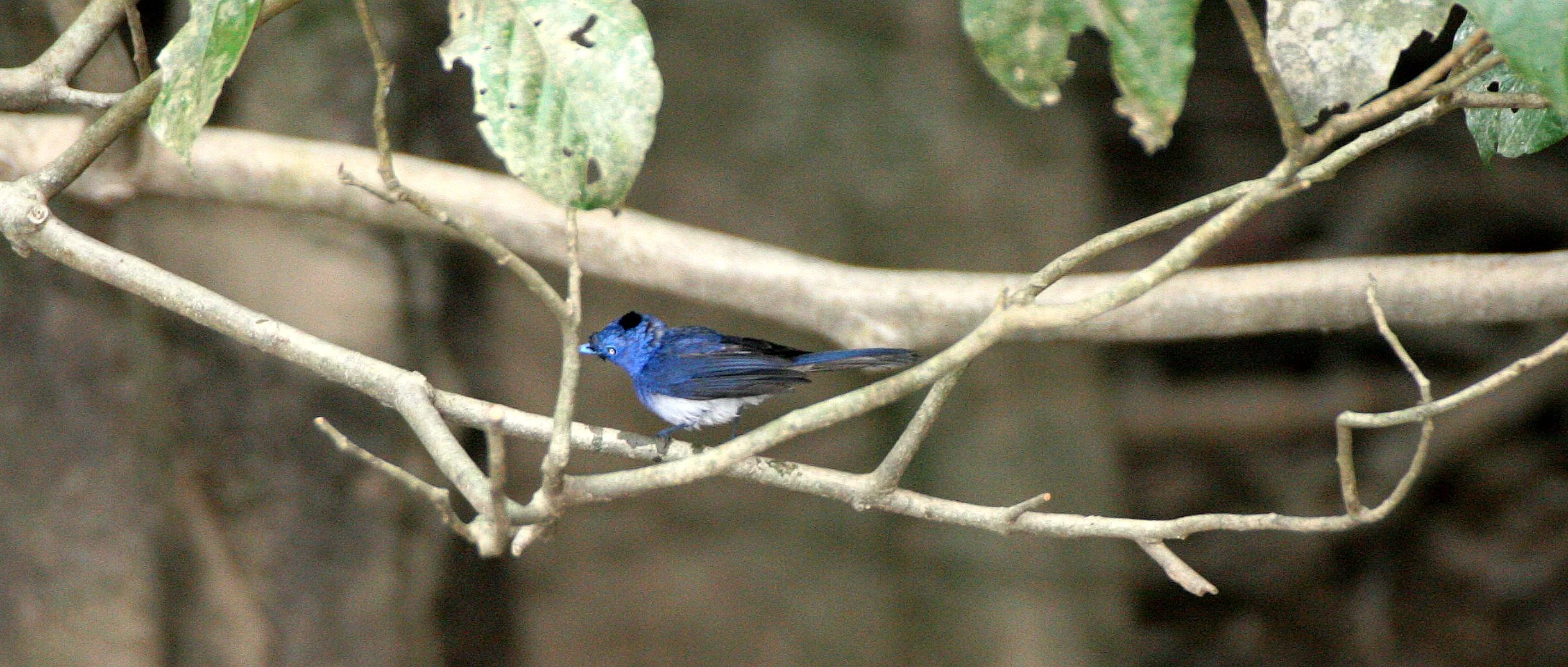 BIRD - MONARCH - BLACK-NAPED MONARCH - KINABATANGAN RIVER BORNEO (10).JPG