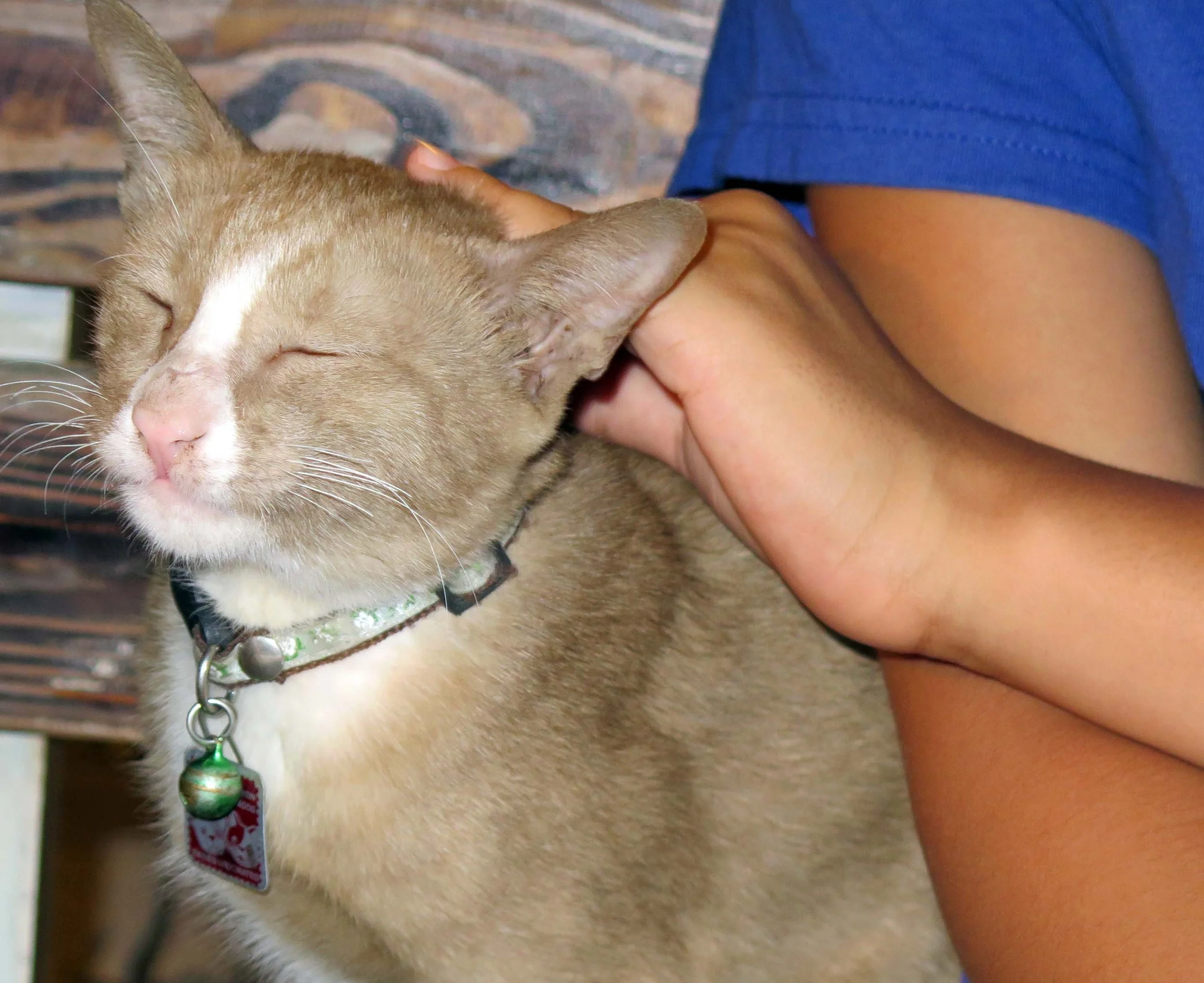 2013 - BANGKOK - NOVEMBER 2013 - MARCH 2014 (39).JPG