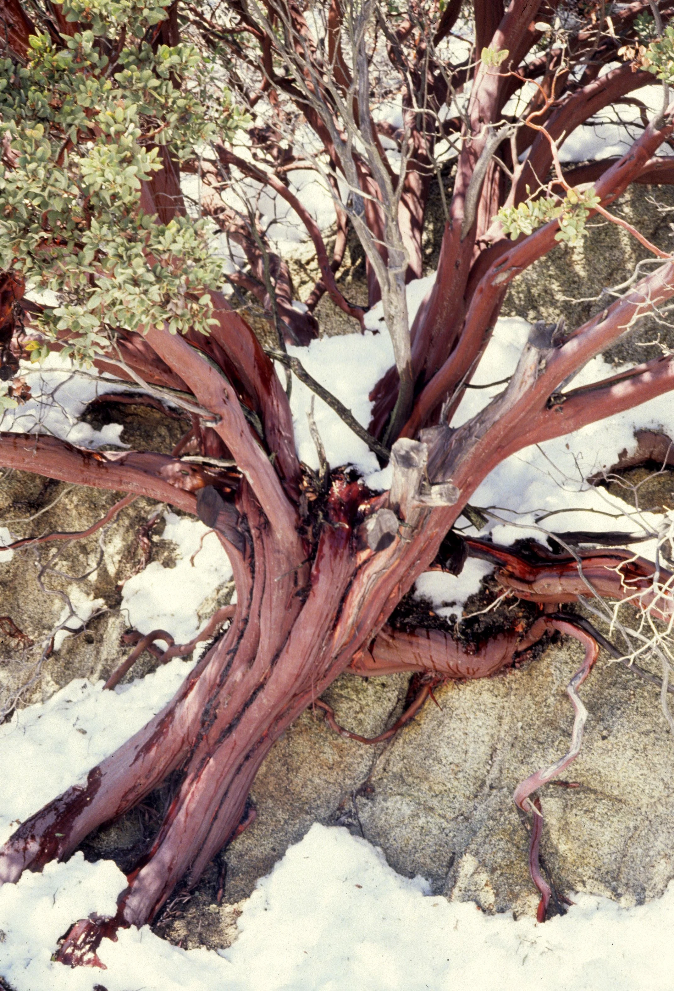 CALIFORNIA - SIERRA - ARCTOSTAPHYLOS VISCIDA - CHAPARRAL B (2).jpg