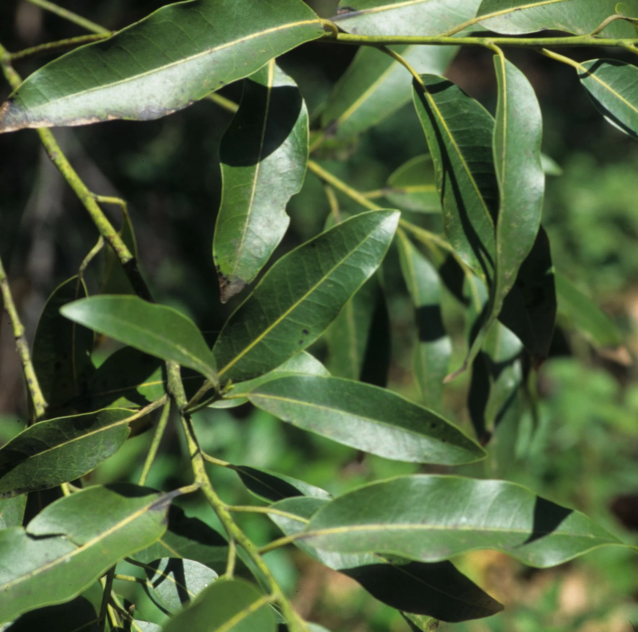CALIFORNIA - BIG SUR - COAST BAY LAUREL.jpg