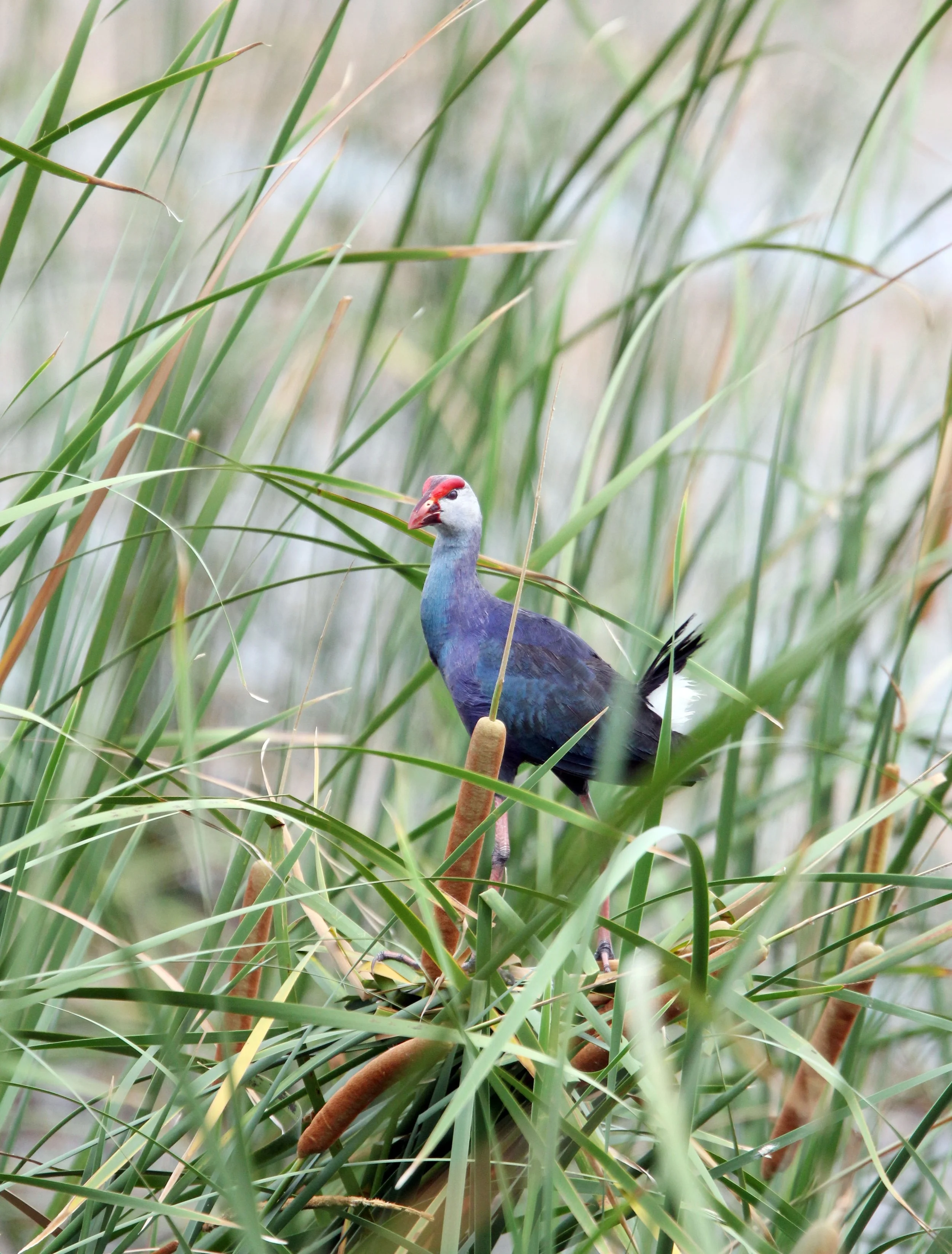 Purple Swamphen (Porphyrio porphyrio) Khao Sam Roi Yod Thailand (16).JPG