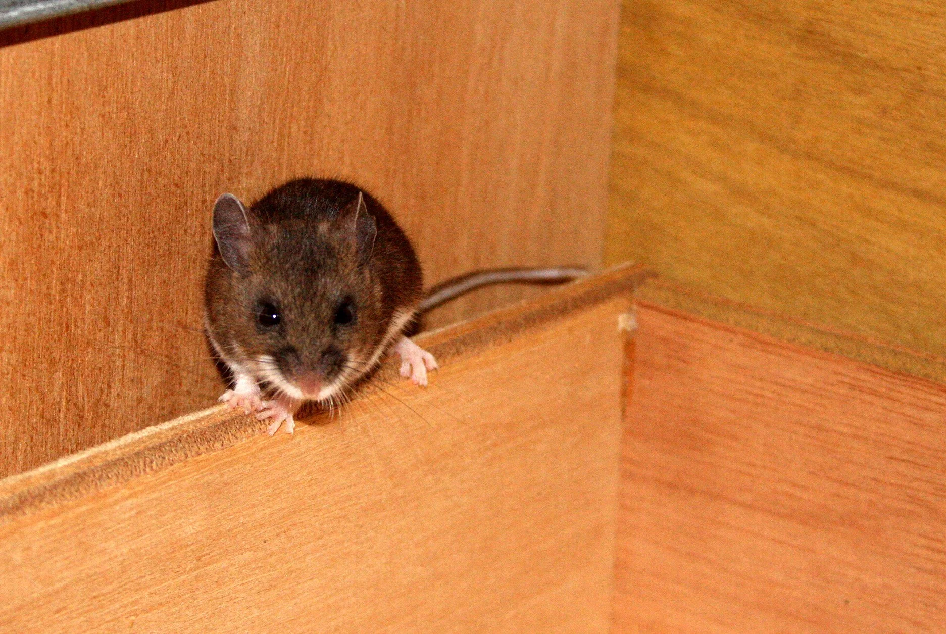 Peromyscus maniculatus - WESTERN DEER MOUSE - LAKE FARM TRAILS - IN OUR CONTAINERS (4).JPG