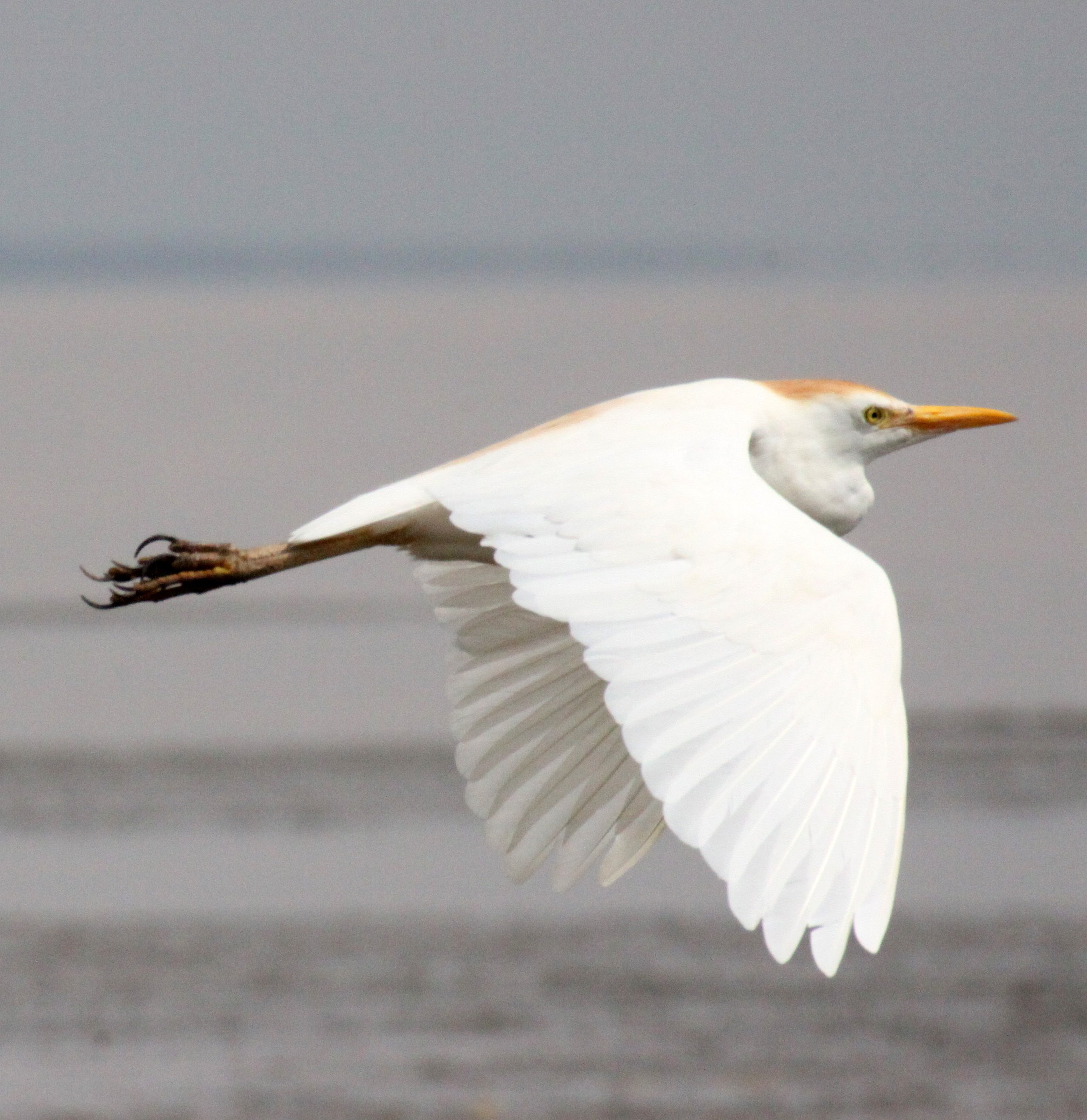 EGRET - CATTLE EGRET (EASTERN) - Bubulcus coromandus - LANGANO LAKE ETHIOPIA (9).JPG