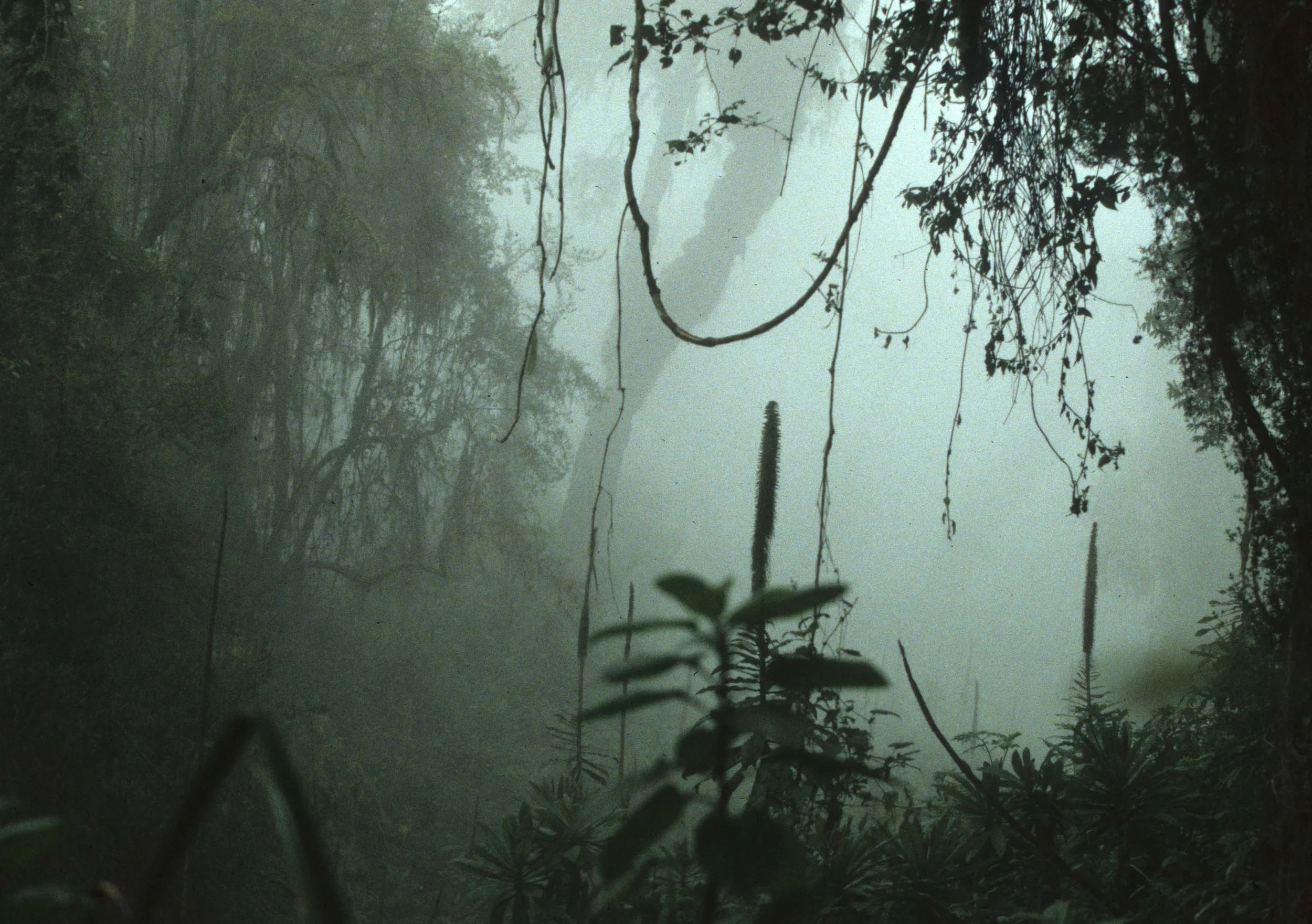 RWANDA - PARC DU VULCANS - MIST FOREST.jpg