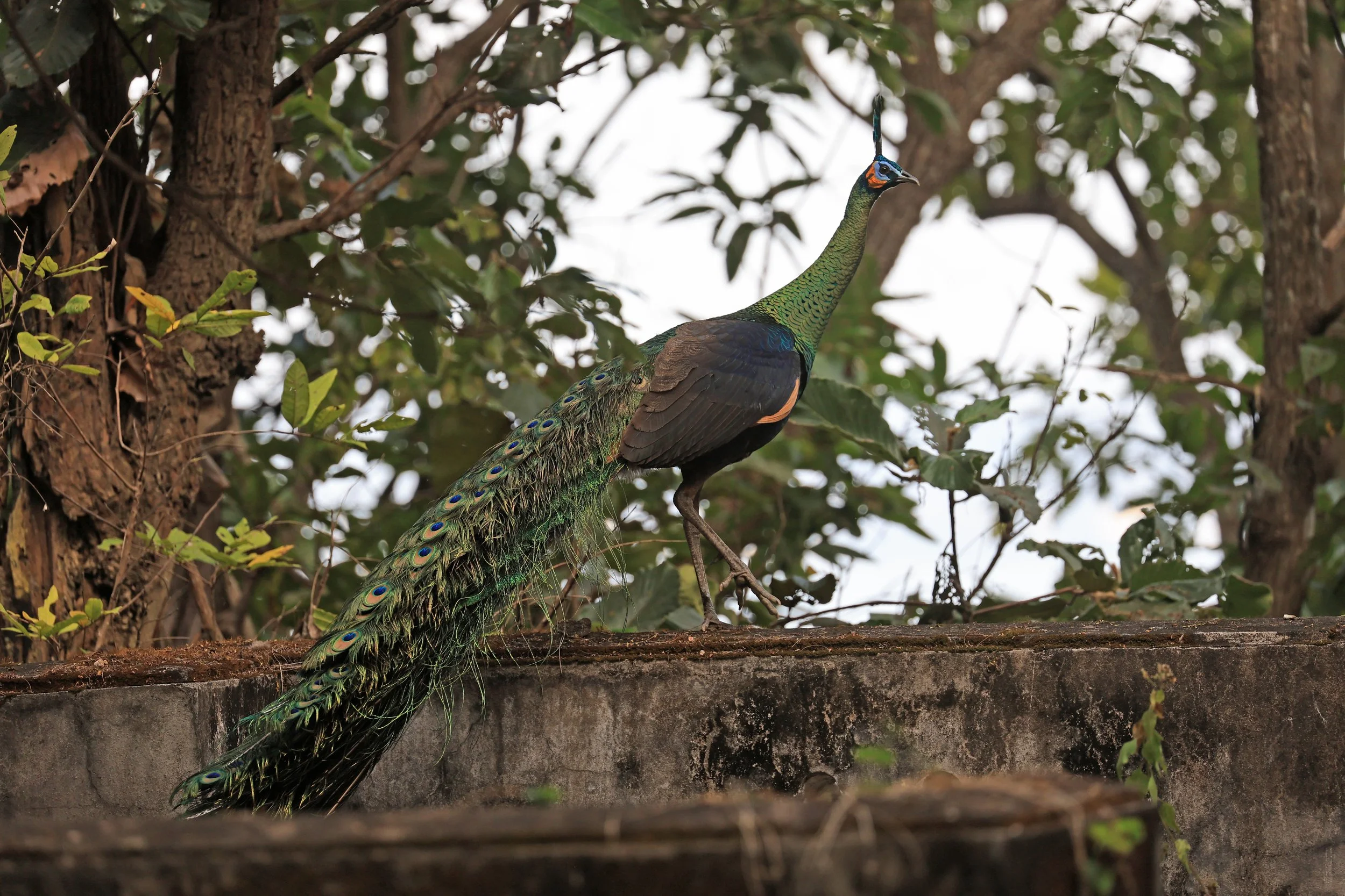 Green Peafowl (Pavo muticus) Doi Butsarakham Phayao Province (23).jpg