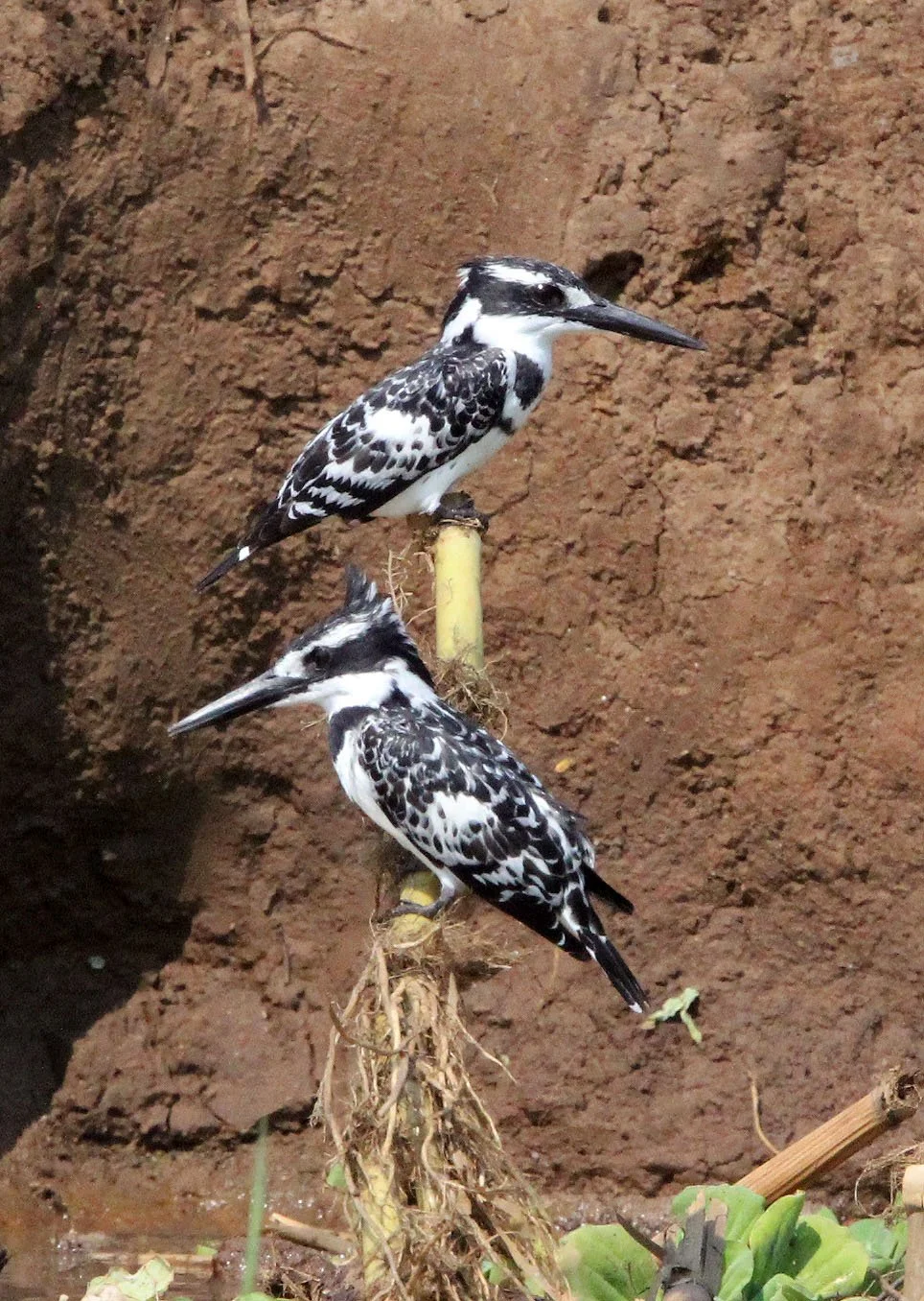 Ceryle rudis - PIED KINGFISHER - QUEEN ELIZABETH NATIONAL PARK UGANDA (12).JPG