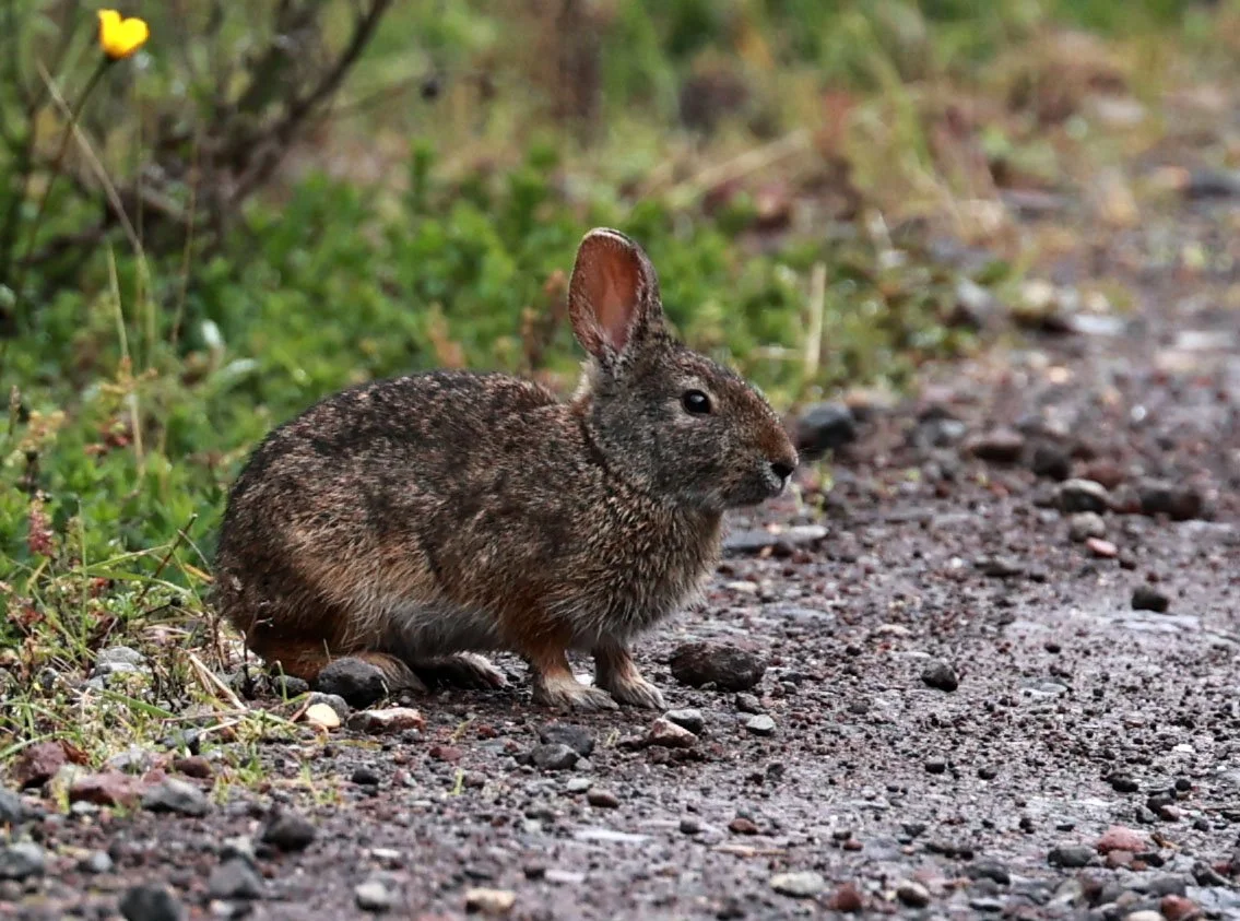 Genus Sylvilagus - Common & Andean Tapeti — Coke Smith Wildlife
