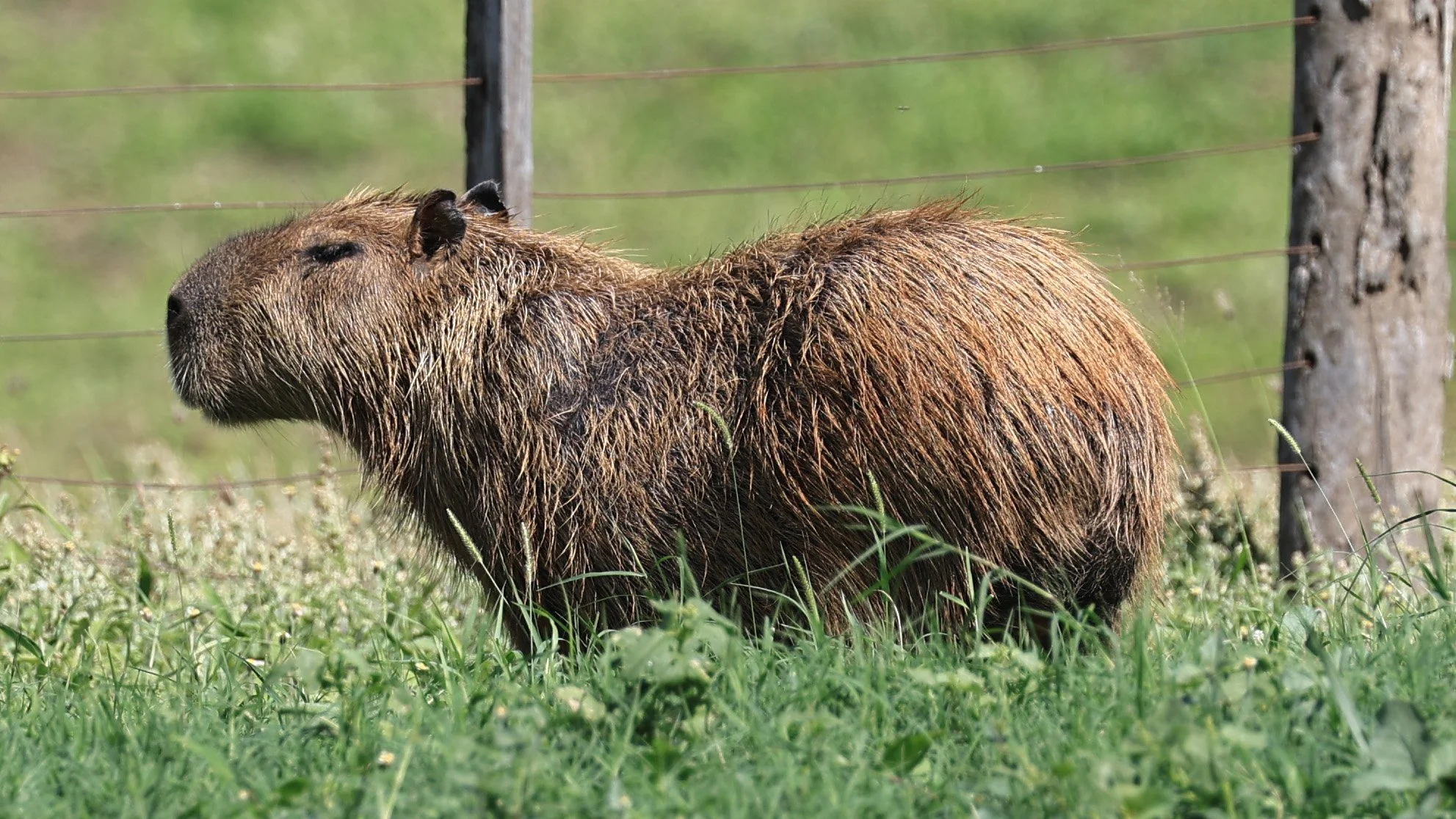 Capybara (Hydrochoerus hydrochaeris) Loma Plata Paraguay - Brunnen Strasse (22).jpg