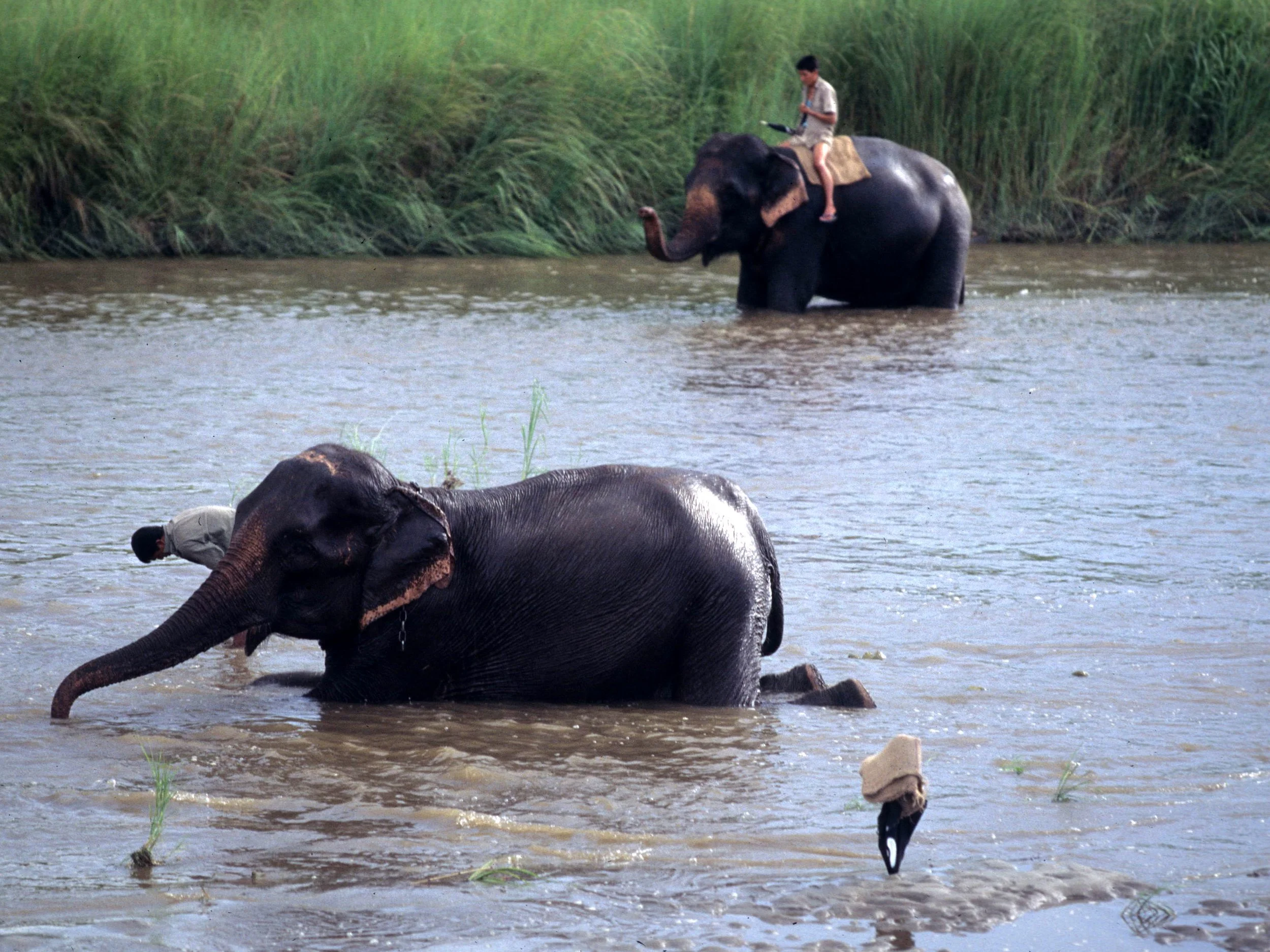 NEPAL - CHITWAN NP - ELEPHANT LABOR D.jpg