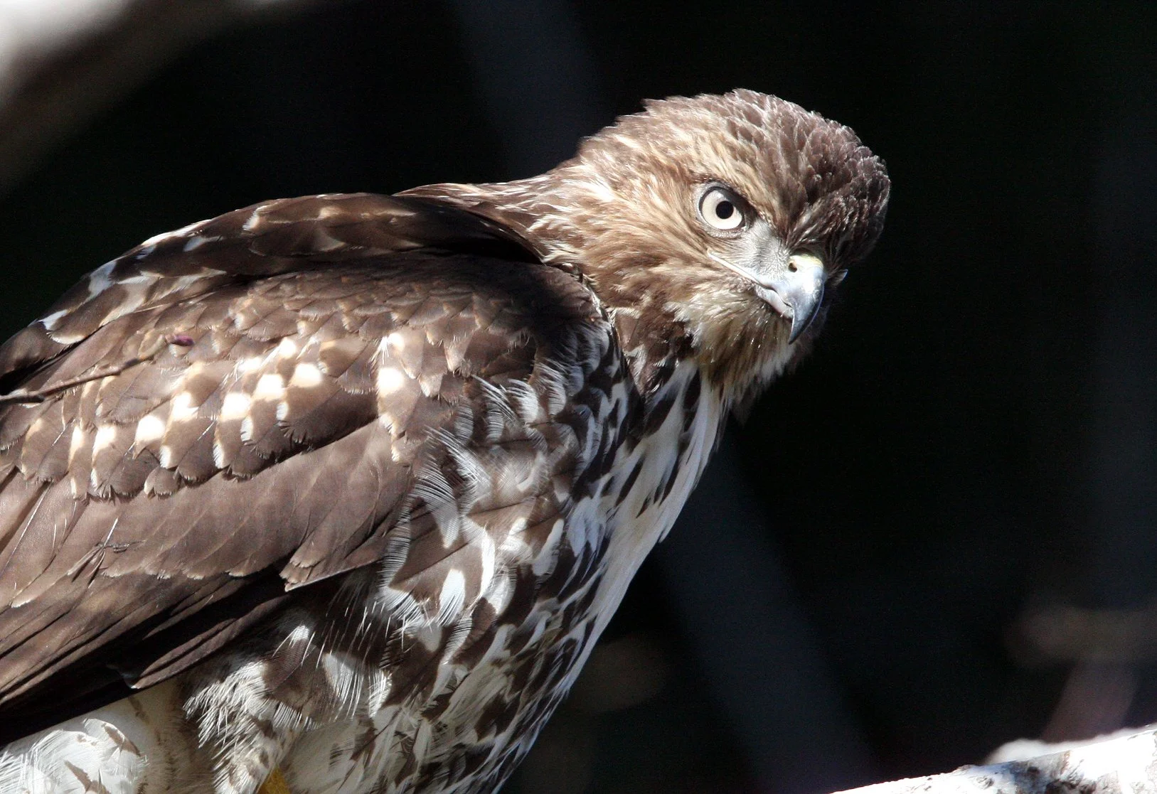 Buteo jamaicensis - RED-TAILED HAWK - TWIN RIVER ROAD OLYMPIC PENINSULA (1).JPG