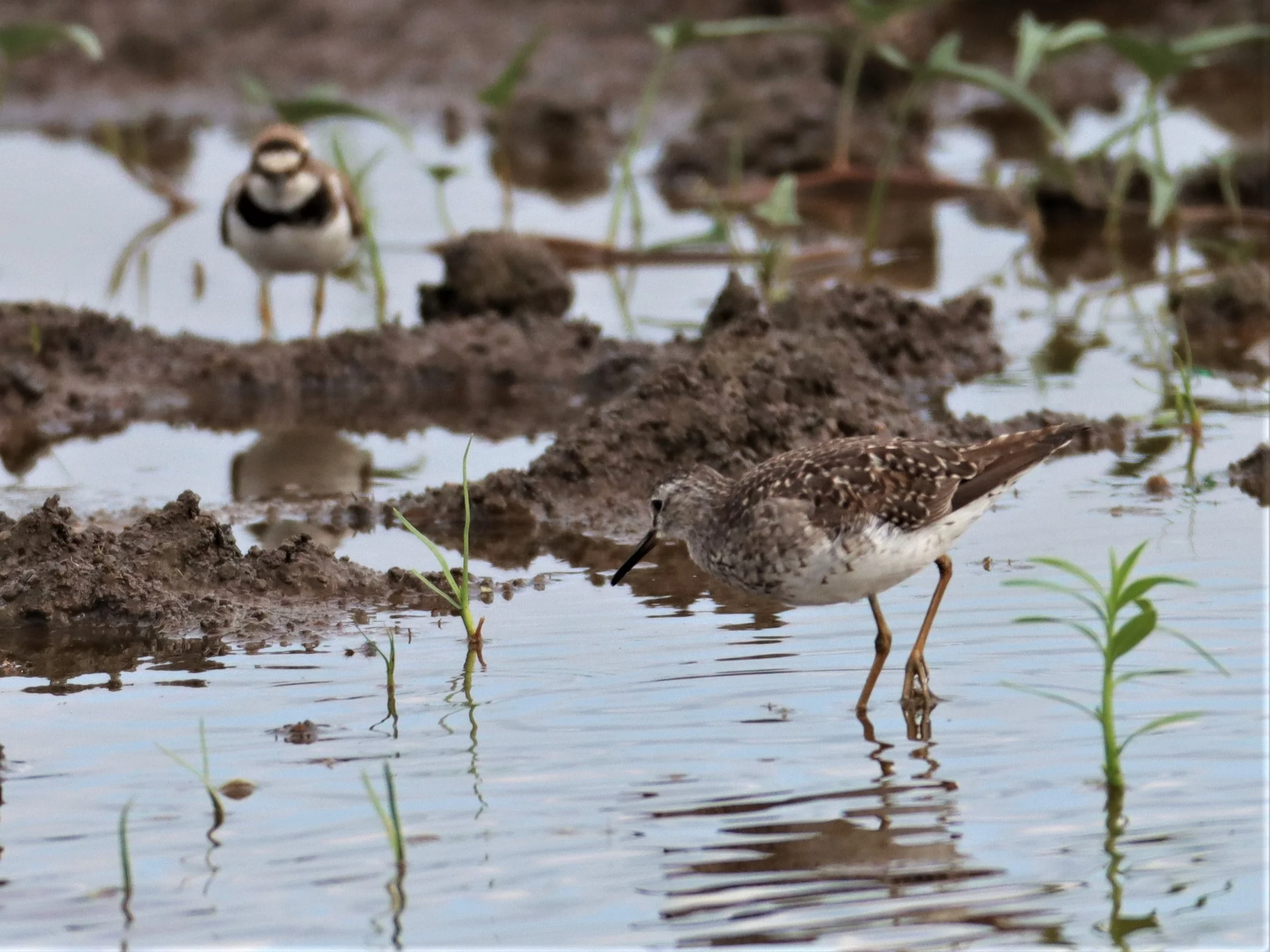 SANDPIPER - WOOD SANDPIPER - Tringa glareola - BANG KHAEM NAKHON PATHOM (14).jpg