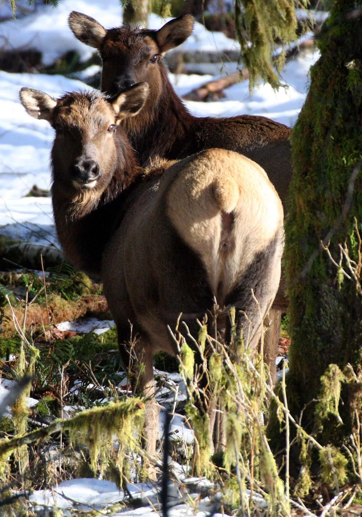 CERVID - ELK- ROOSEVELT ELK - HOH RAINFOREST WA (3).JPG