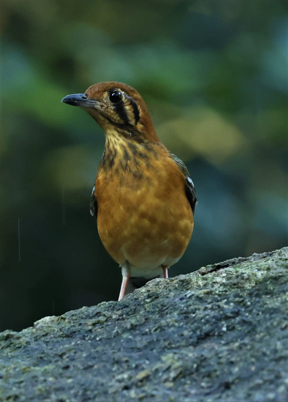 Orange-headed Thrush (Zoothera citrina) Wat Tham Prathum Chonburi Thailand (2).jpg