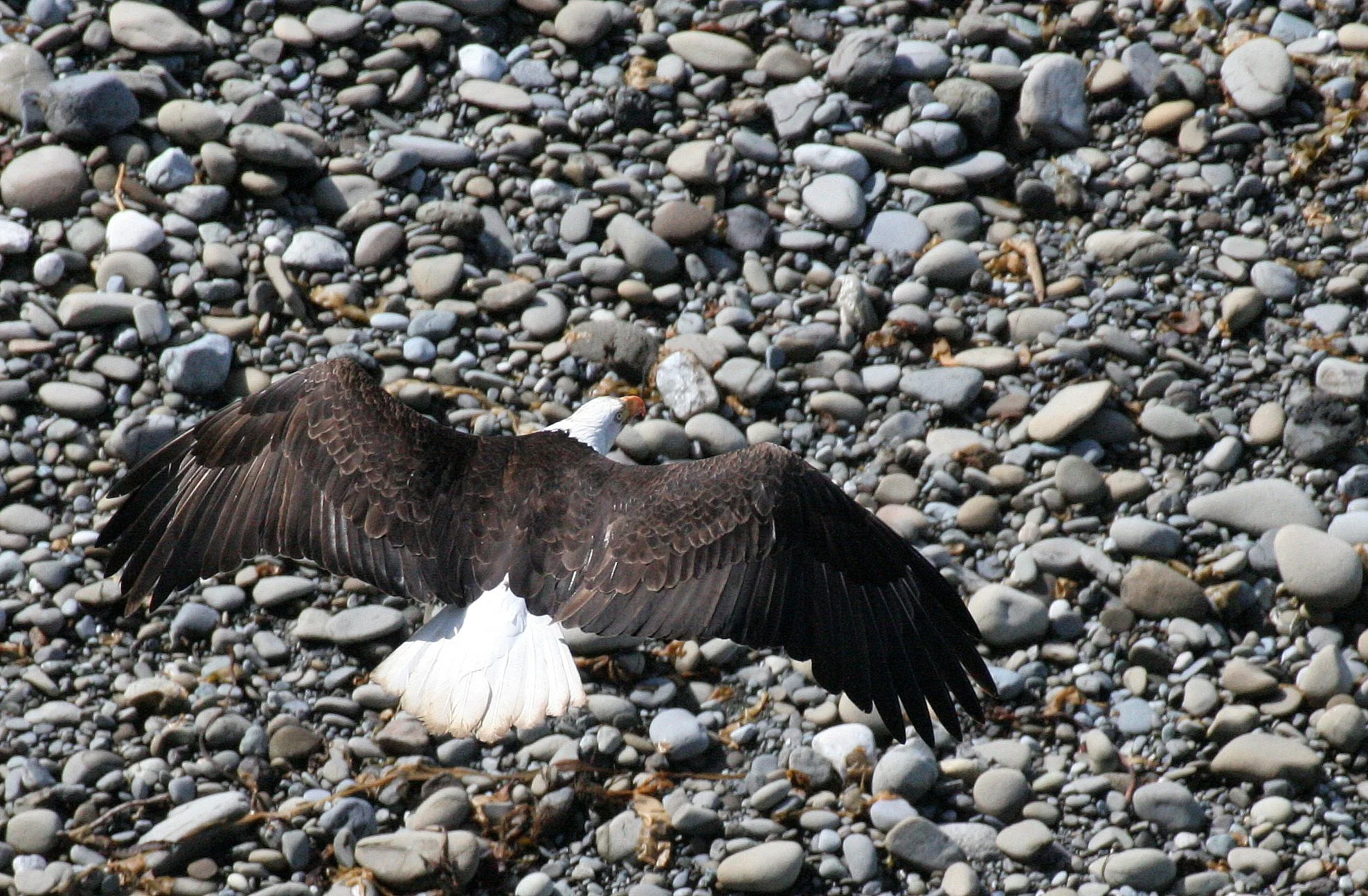 Haliaeetus leucocephalus - AMERICAN BALD EAGLE - LAKE FARM BLUFFS WASHINGTON (254).JPG