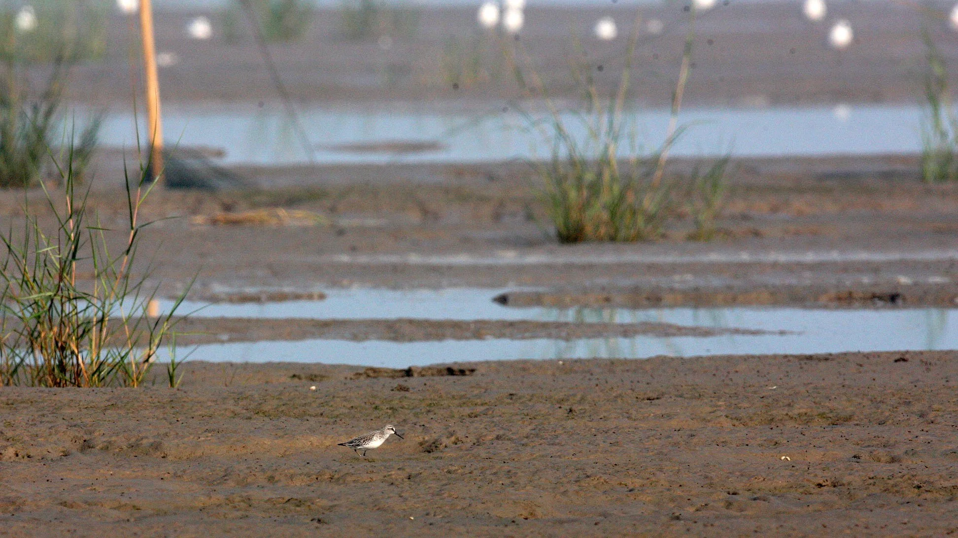 BIRD - SANDPIPER - BROAD-BILLED SANDPIPER -  NANKOU, RUDONG, CHINA (10).JPG