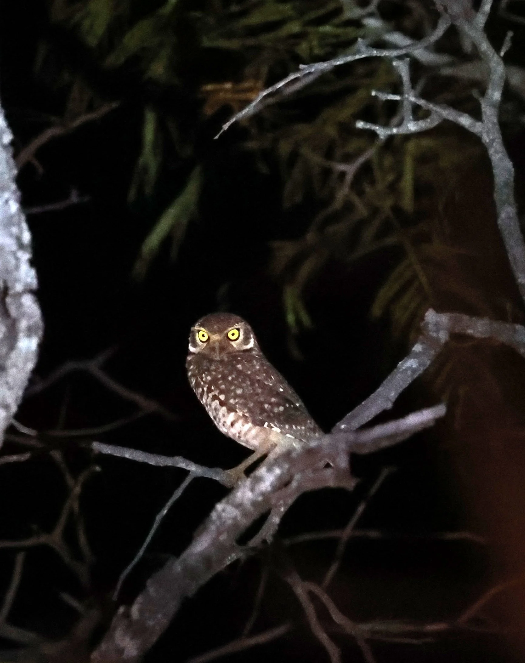 Owl - Burrowing Owl - Athene cunicularia - Emas National Park, Goias State, Brazil (18).jpg