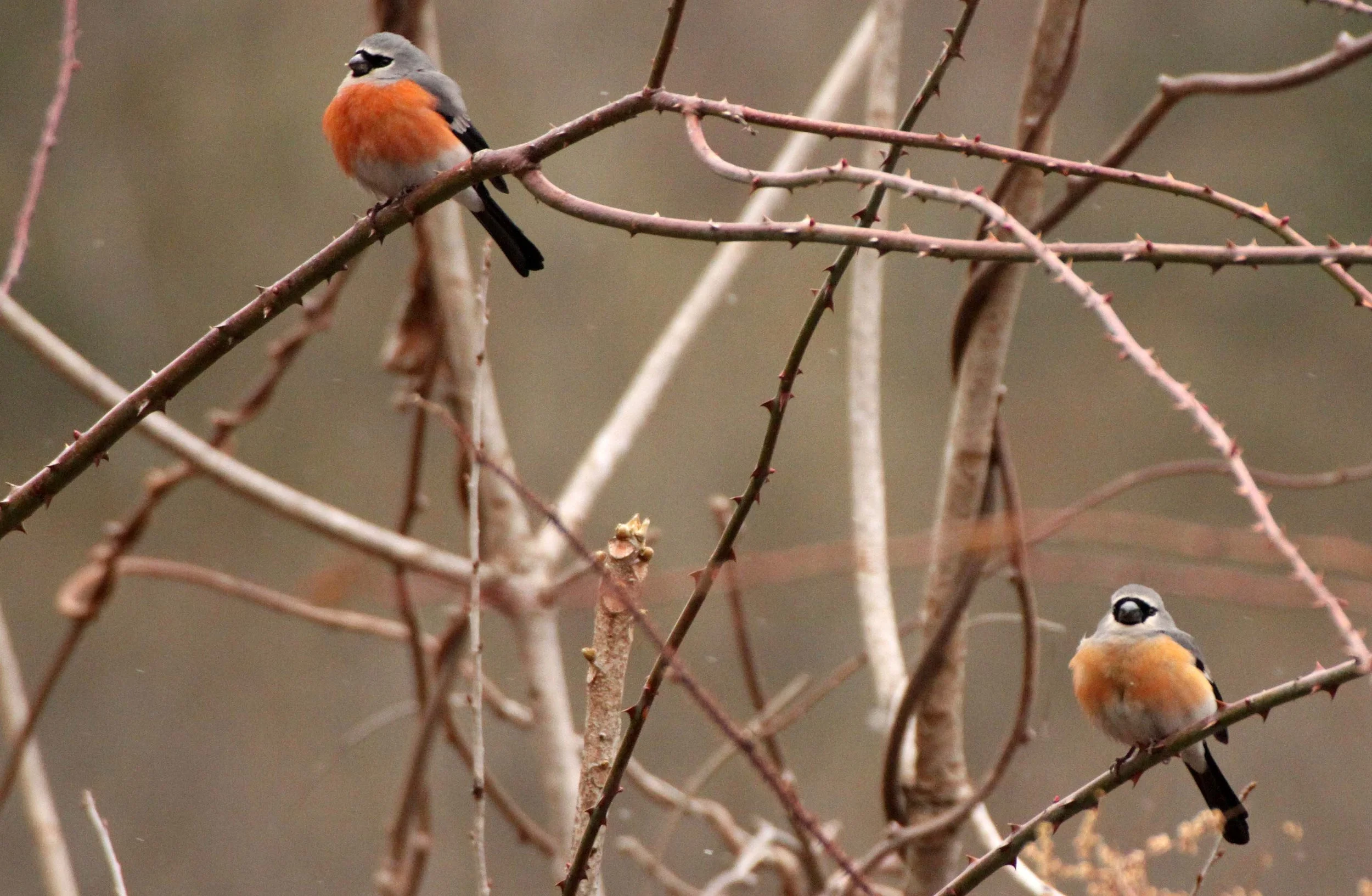 Grey-headed Bullfinch (Pyrrhula erythaca) foping Nature Reserve, Shaanxi China (3).JPG