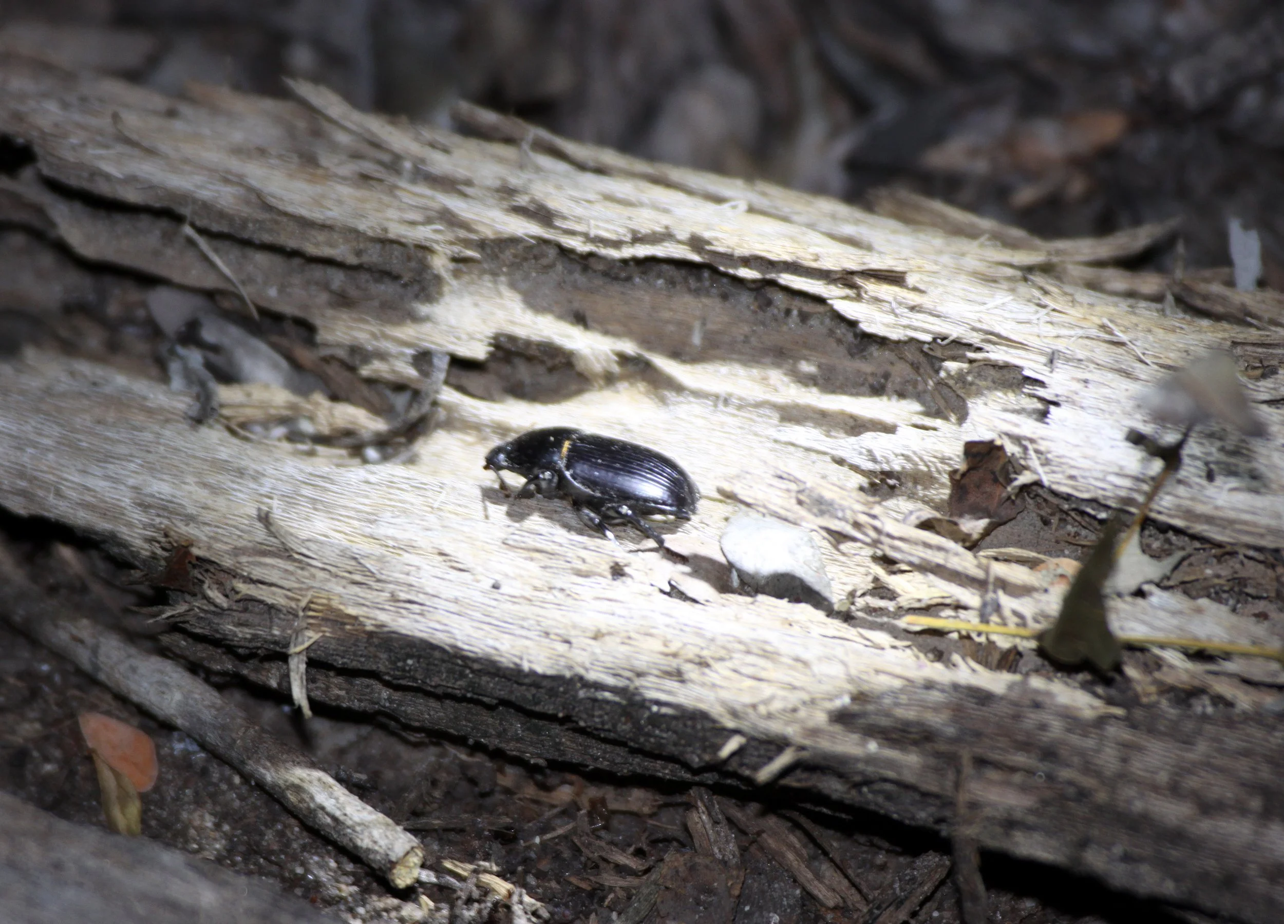 Tenebrionidae - species 8 - Andohahela NP, Madagascar