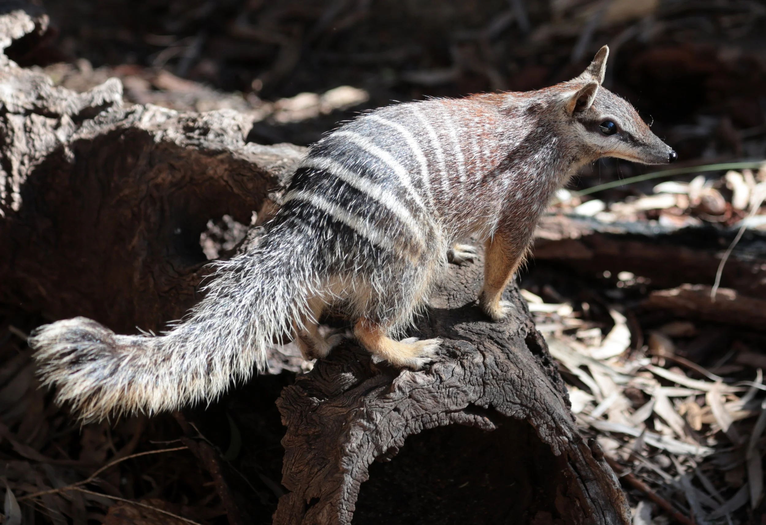 Numbat (Myrmecobius fasciatus) Dryandra NP - Western Australia 