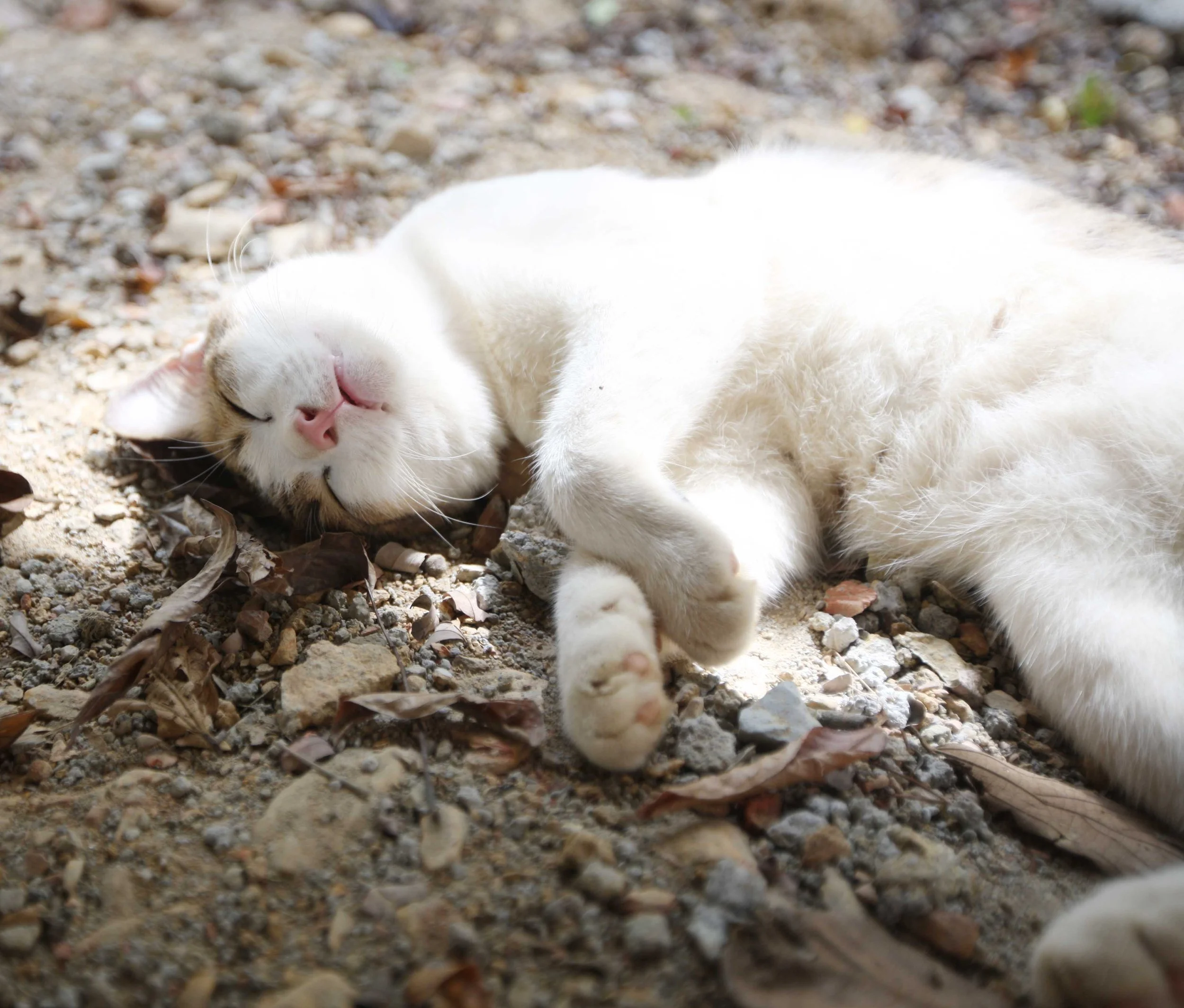 2015 Koh Lanta Songkran with friends from ISB (31).JPG