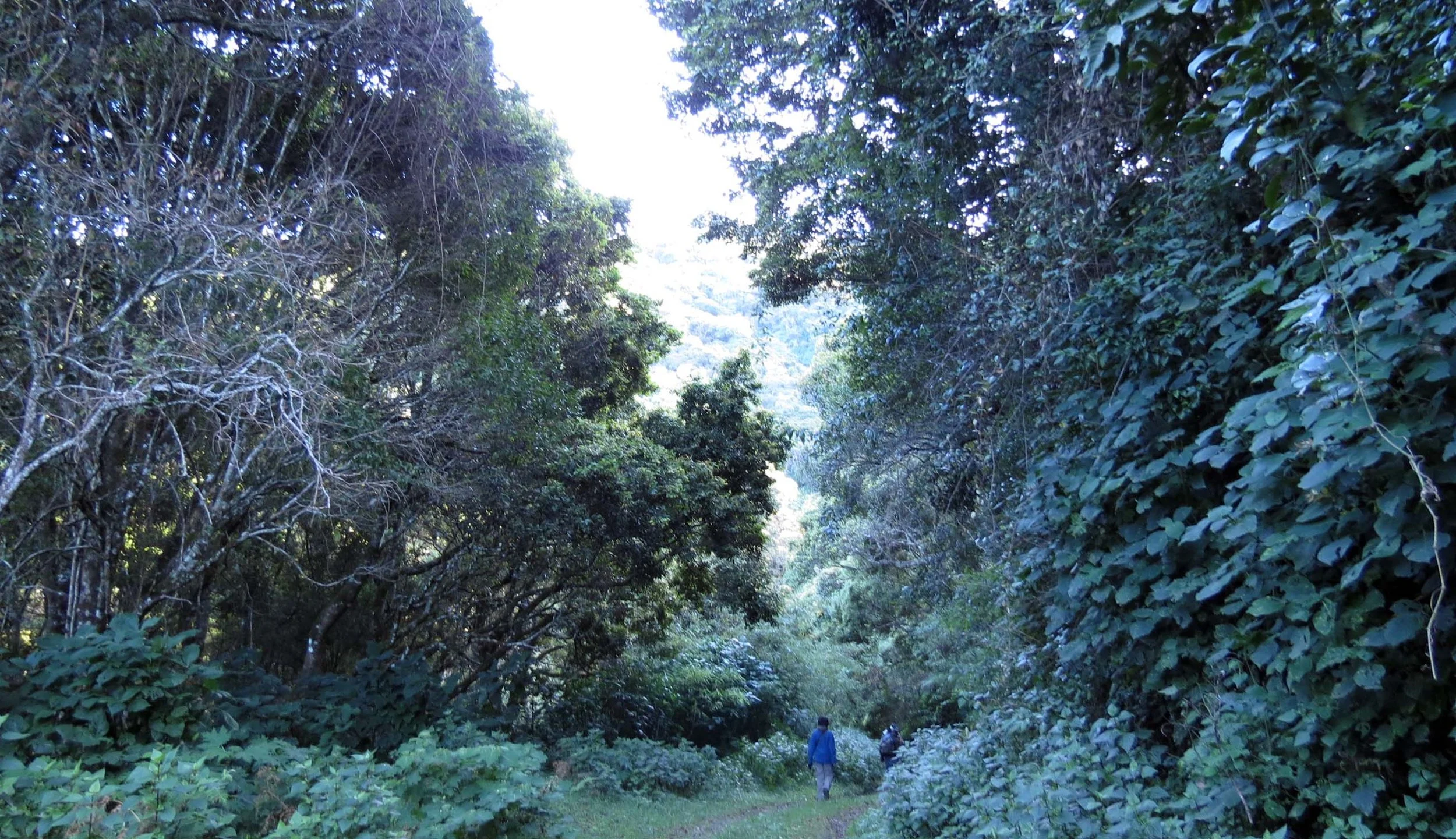 PAMPADUM SHOLA NATIONAL PARK INDIA - VATTAVADA (29).JPG