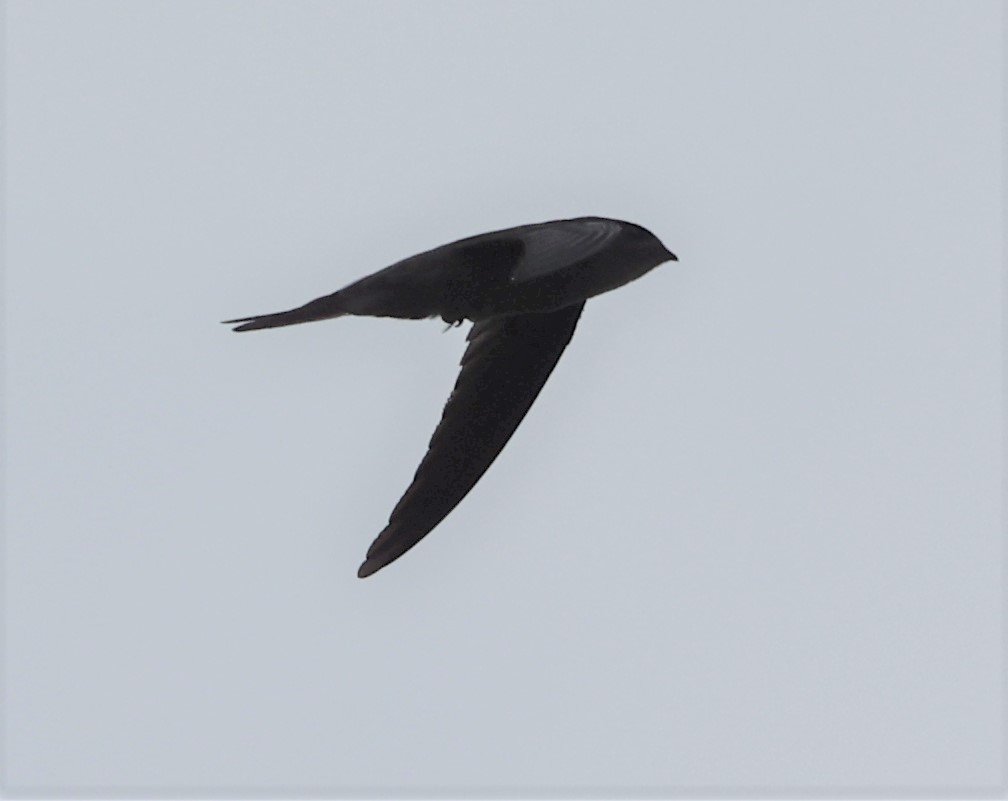 Asian Palm Swift (Cypsiurus balasiensis) Patthalung Thailand (4).jpg
