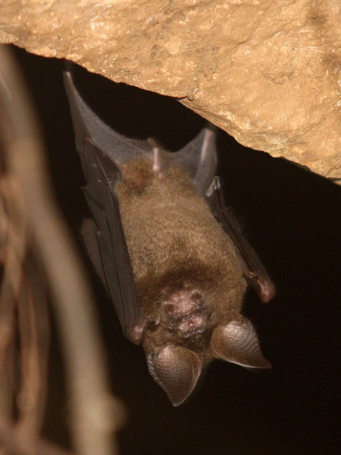 Hipposideros armiger - GREAT ROUNDLEAF BAT - LANTA ISLAND THAILAND - KHAO MAI KAEW CAVES (16).JPG