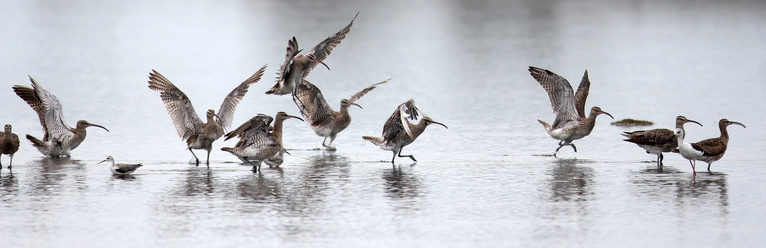 WHIMBREL - Numenius phaeopus - MIXED FLOCK EURASIAN CURLEW - Numenius arquata - PAK THALE THAILAND (71).JPG