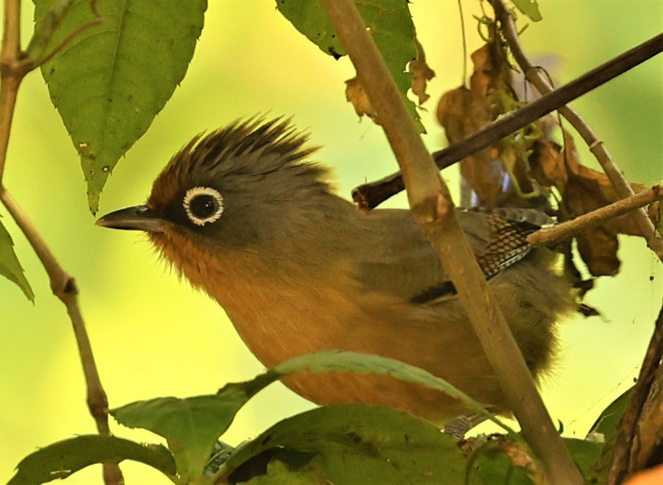 BARWING - SPECTACLED BARWING - Actinodura ramsayi - DOI LANG EAST DOI PHA HOM POK NP, DECEMBER 2021 (23).jpg