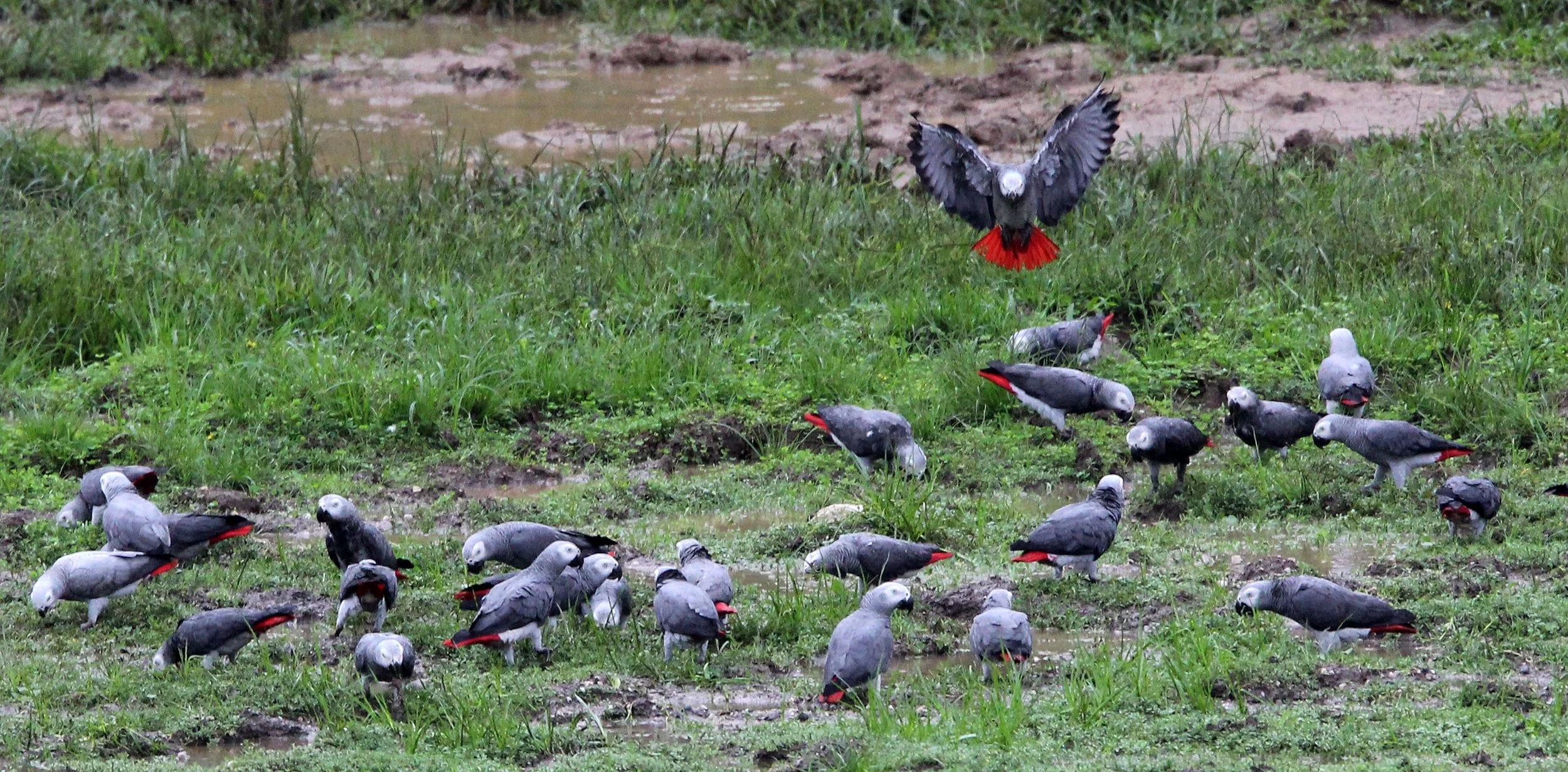 BIRD - PARROT - AFRICAN GREY PARROT - DZANGA BAI - DZANGA NDOKI NP CENTRAL AFRICAN REPUBLIC (1).JPG