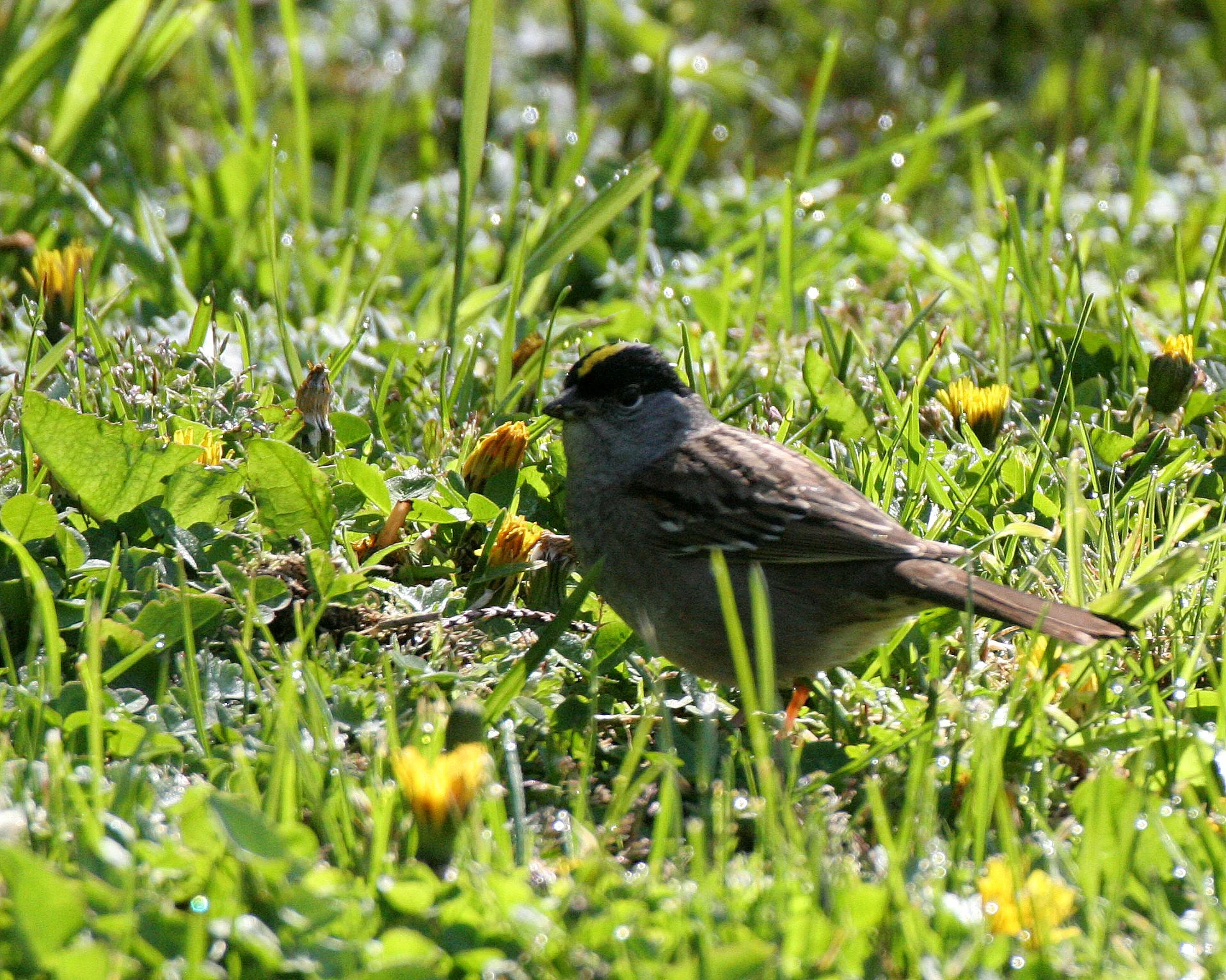 Gold-crowned Sparrow ((Zonotrichia atricapilla) Lake Farm Woods Washington (9).JPG