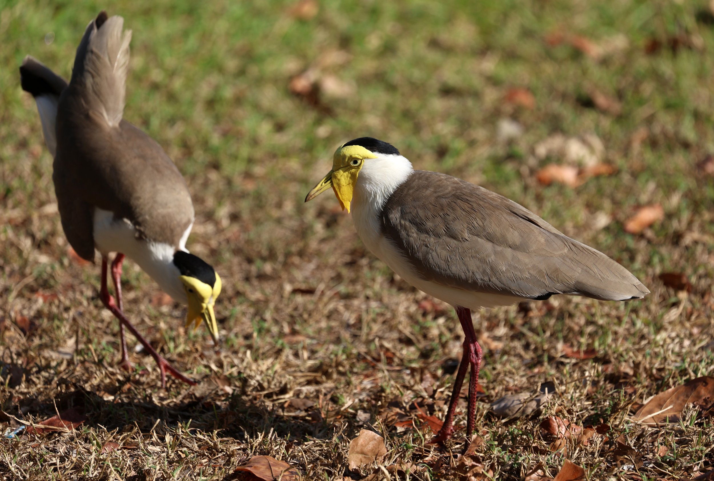 Masked Lapwing (Vanellus miles) Rottnest Island - Western Australia (4).jpg