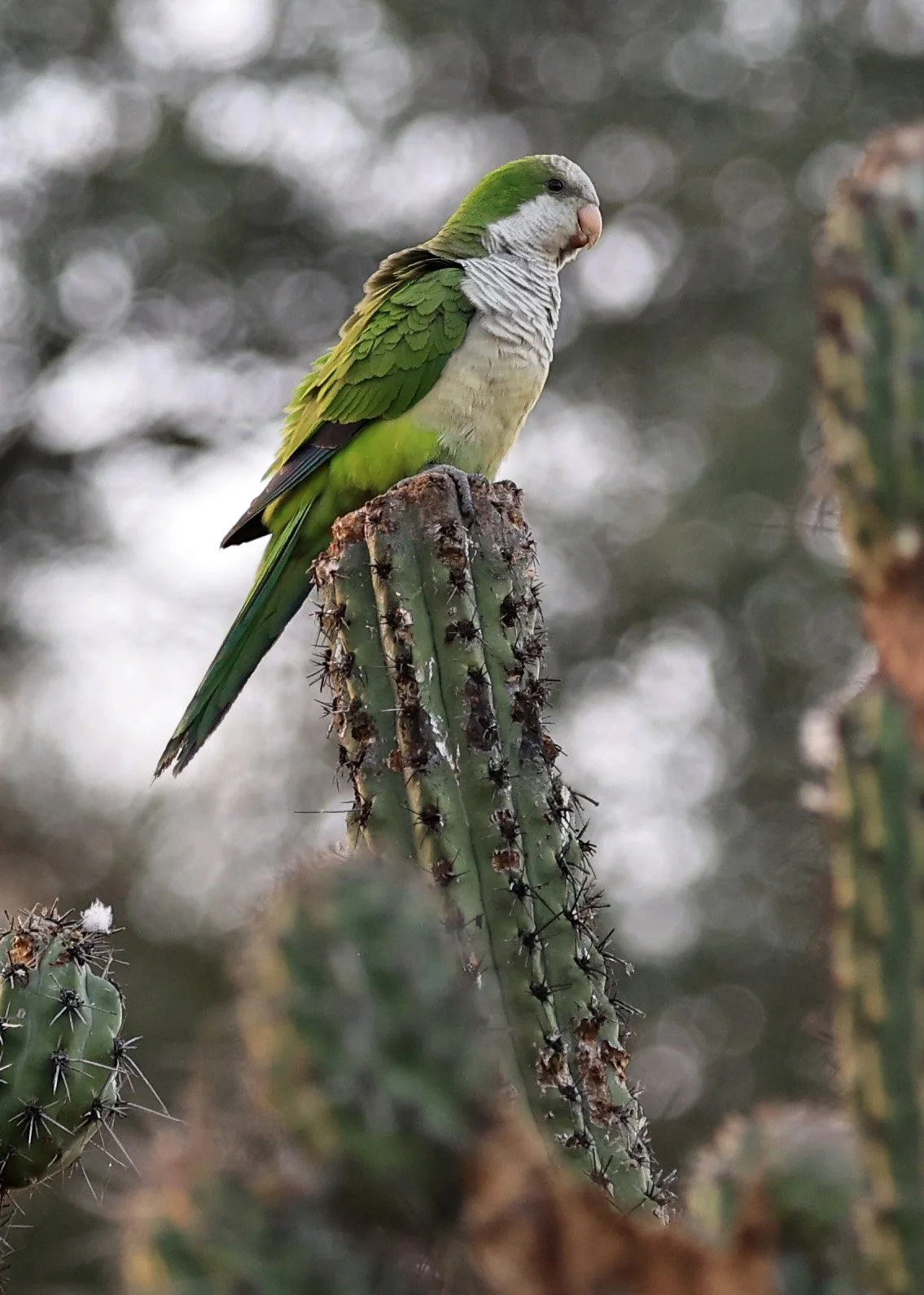 Monk Parakeet (Myiopsitta monachus) Fortin Toledo Paraguay  (10).jpg