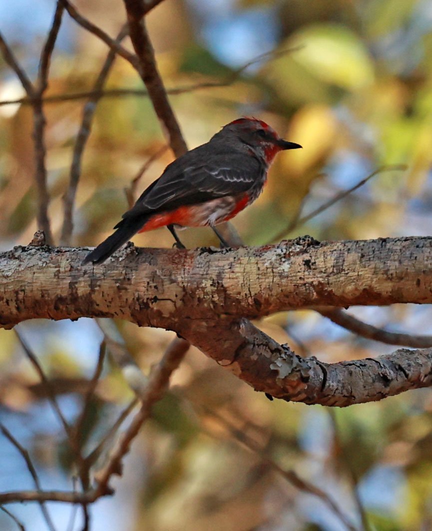 Vermilion Flycatcher - Pyrocephalus rubinus - Emas National Park, Goias State, Brazi
