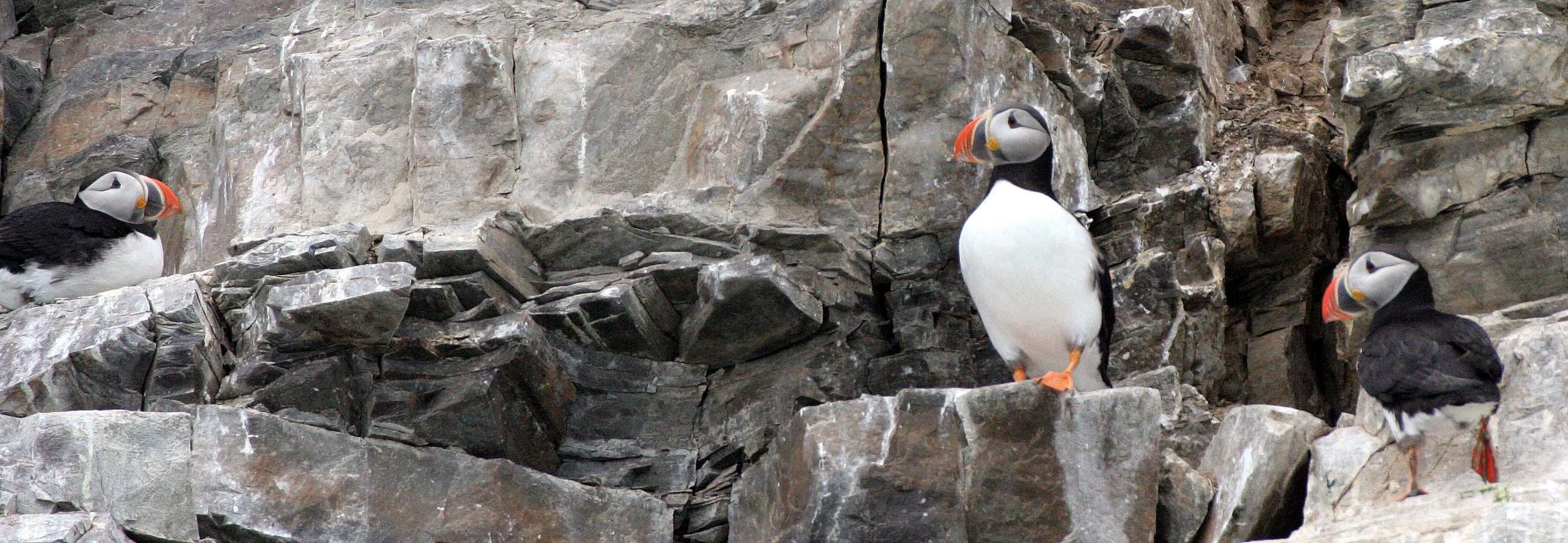 Fratercula arctica - ATLANTIC PUFFIN - SVALBARD (69).jpg
