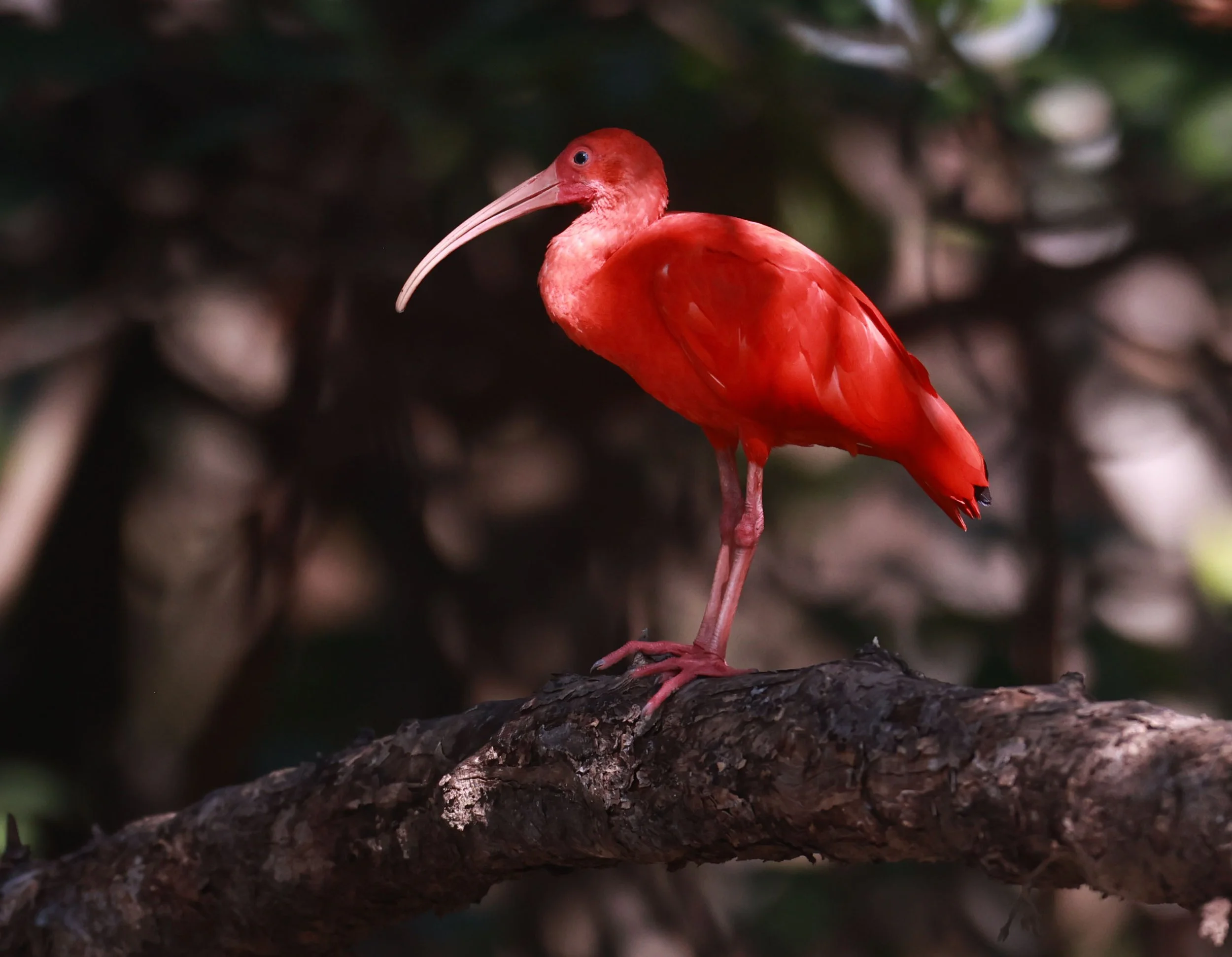 Ibis - Scarlet Ibis - Eudocimus ruber - 29 Songkaow Cafe, Chachoengsao Thailand (180).jpg