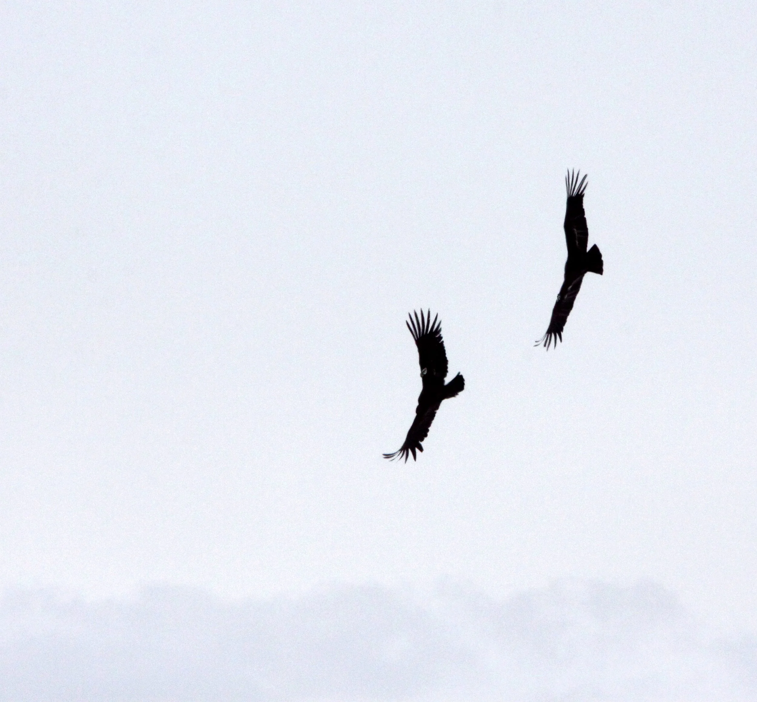Gymnogyps californianus - CALIFORNIA CONDOR - PINNACLES NATIONAL MONUMENT CALIFORNIA (52).JPG