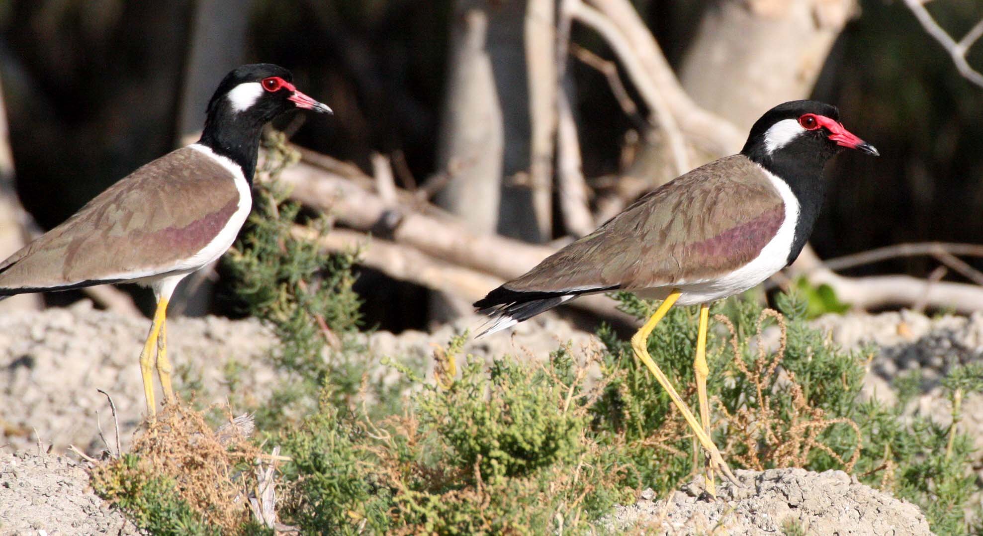 LAPWING - RED-WATTLED LAPWING - Vanellus indicus - KHAO SAM ROI YOT THAILAND (9).JPG