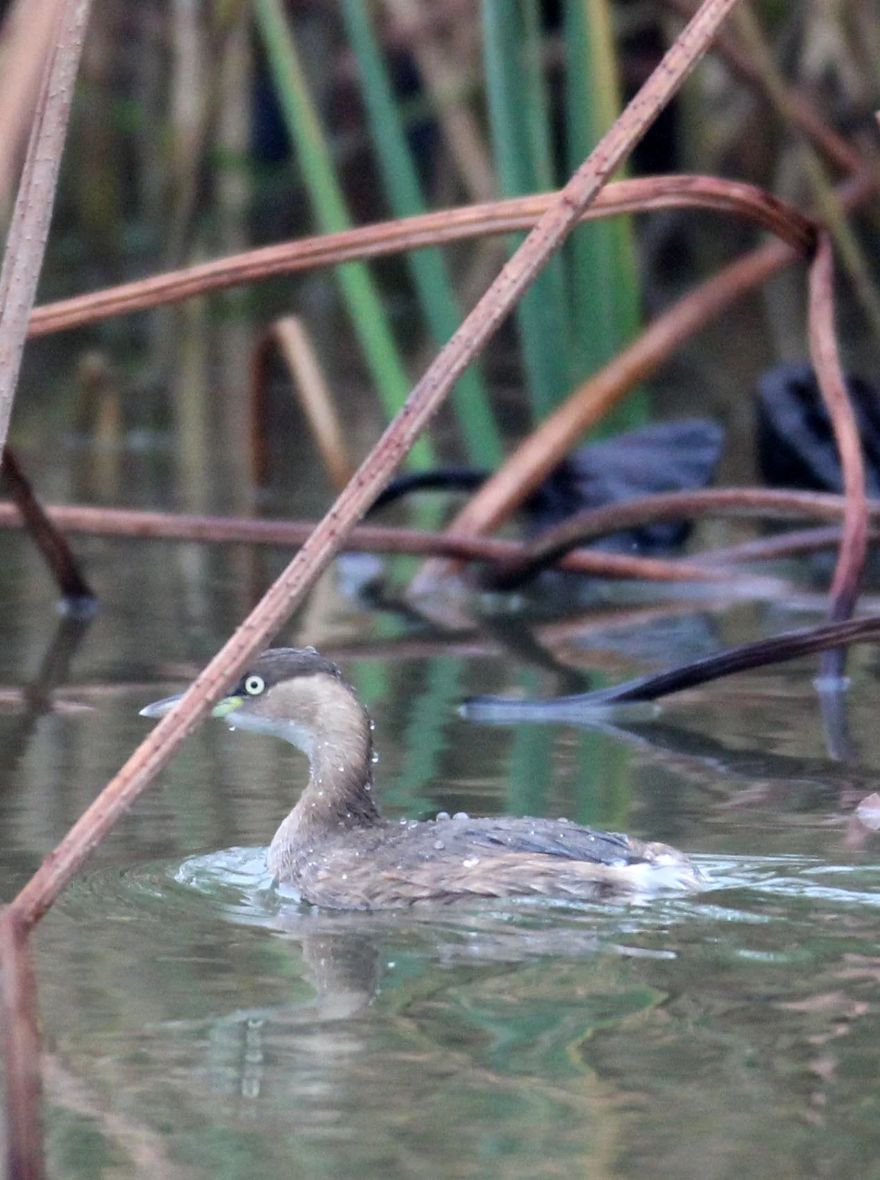 Little Grebe (Tachybaptus ruficollis) Dongtan Wetlands Chongming Island China (2).JPG