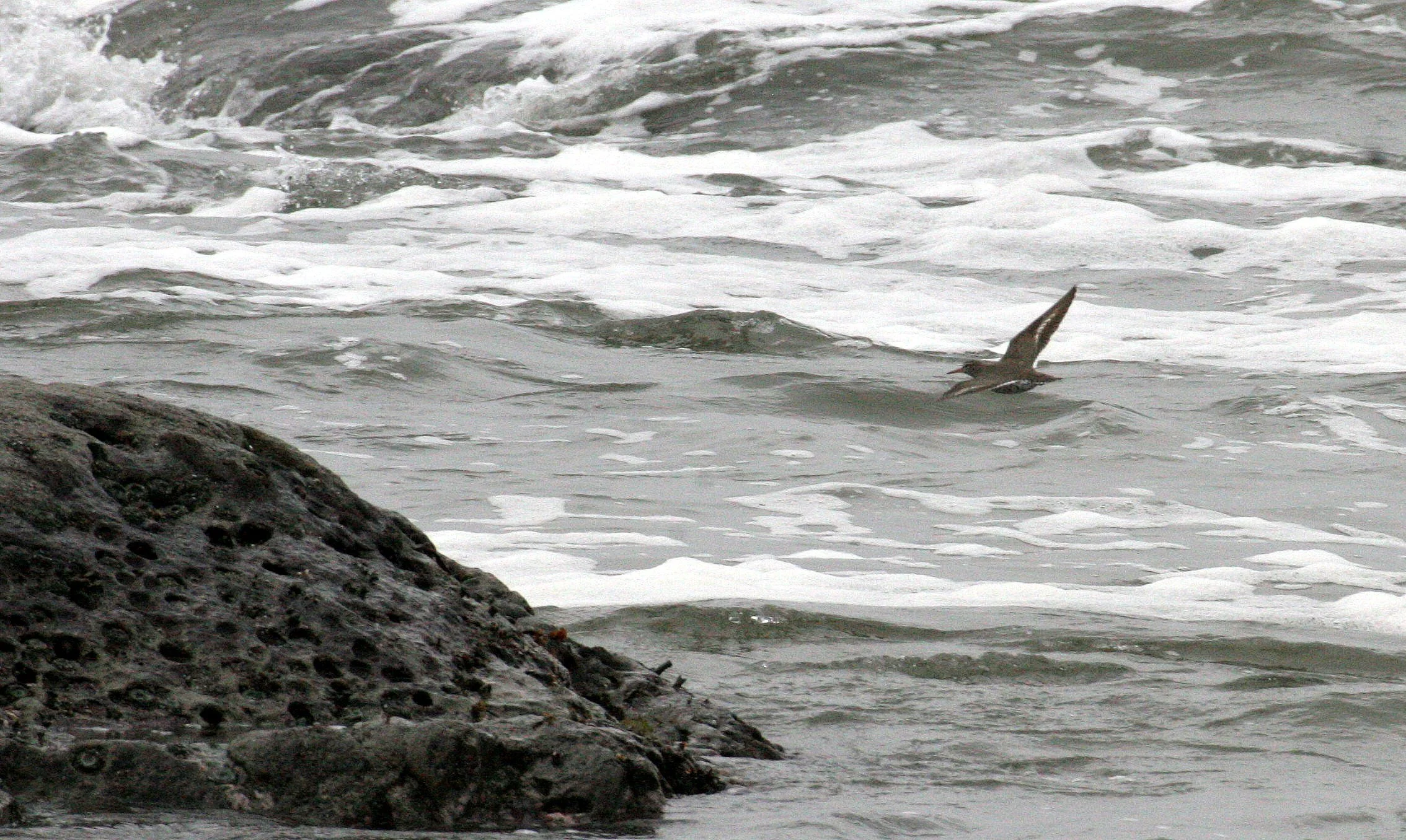 BIRD - SANDPIPER - SPOTTED SANDPIPER - ACTITIS MACULARIA - BEACH FOUR WASHINGTON (3).JPG