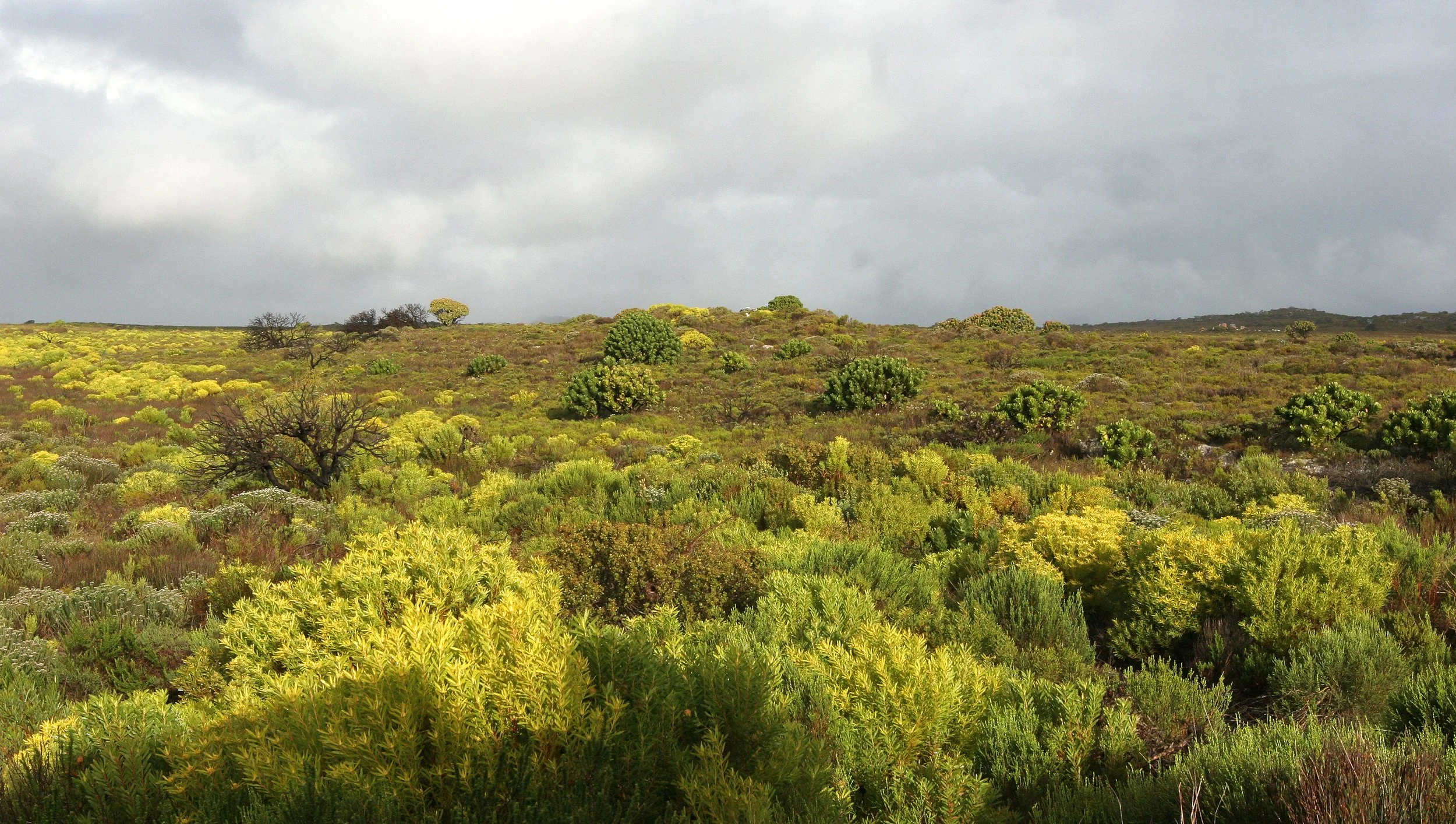 TABLE MOUNTAIN NATIONAL PARK - COASTAL FYNBO PLANT COMMUNITY (18).JPG