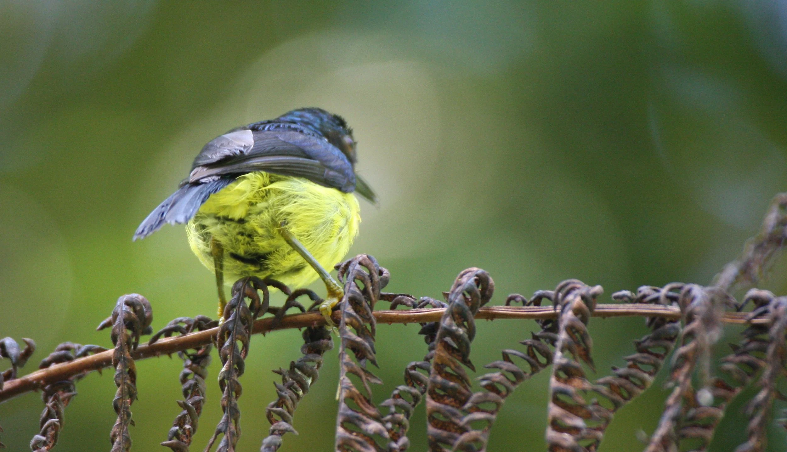 BIRD - SUNBIRD - SPECIES UNKNOWN - RUBY-CHEEKED POSSIBLY - KRUNG CHIN THAILAND (5).JPG