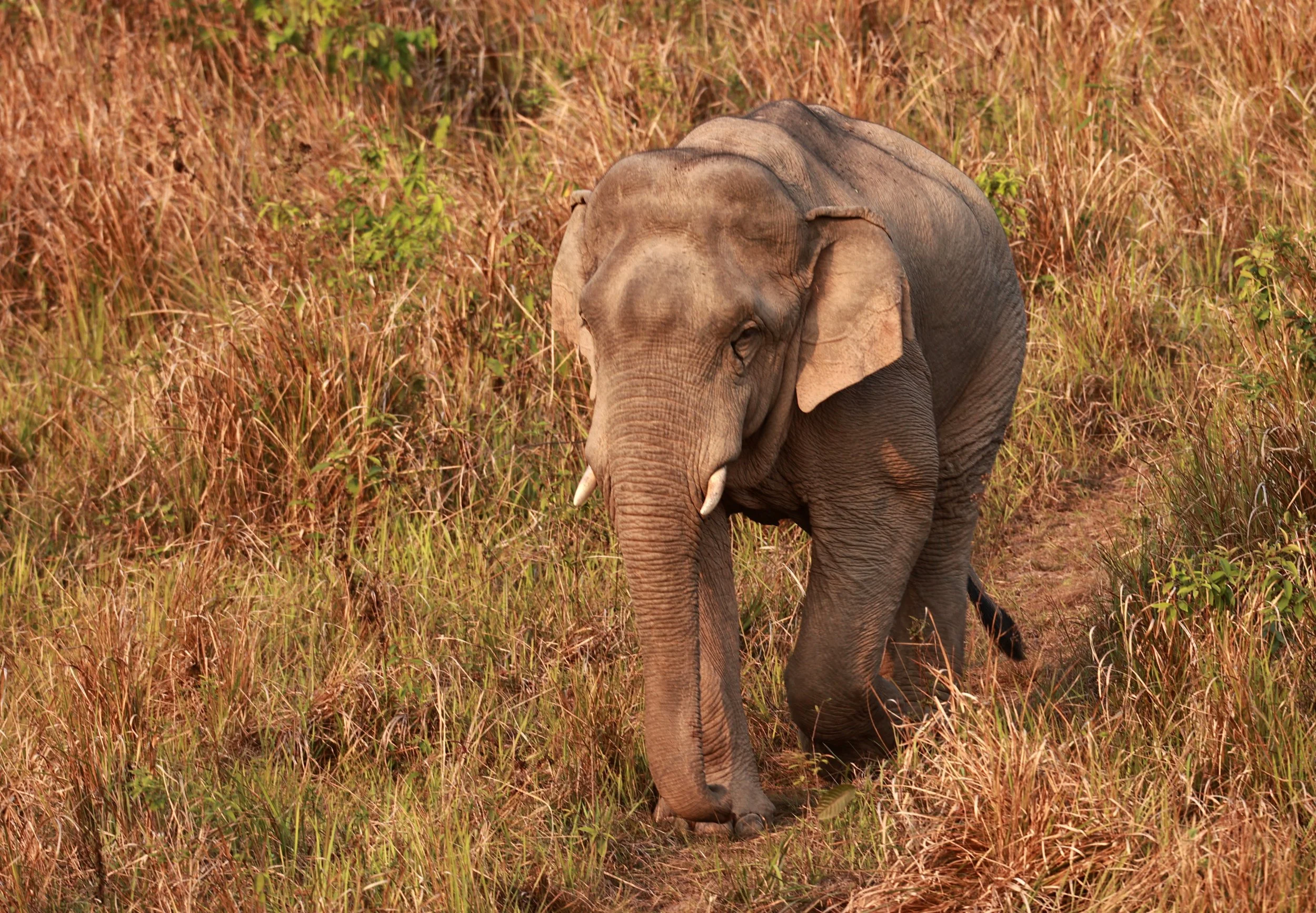 Asian Elephant (Elephas maximus) Khao Yai National Park, Thailand (44).jpg