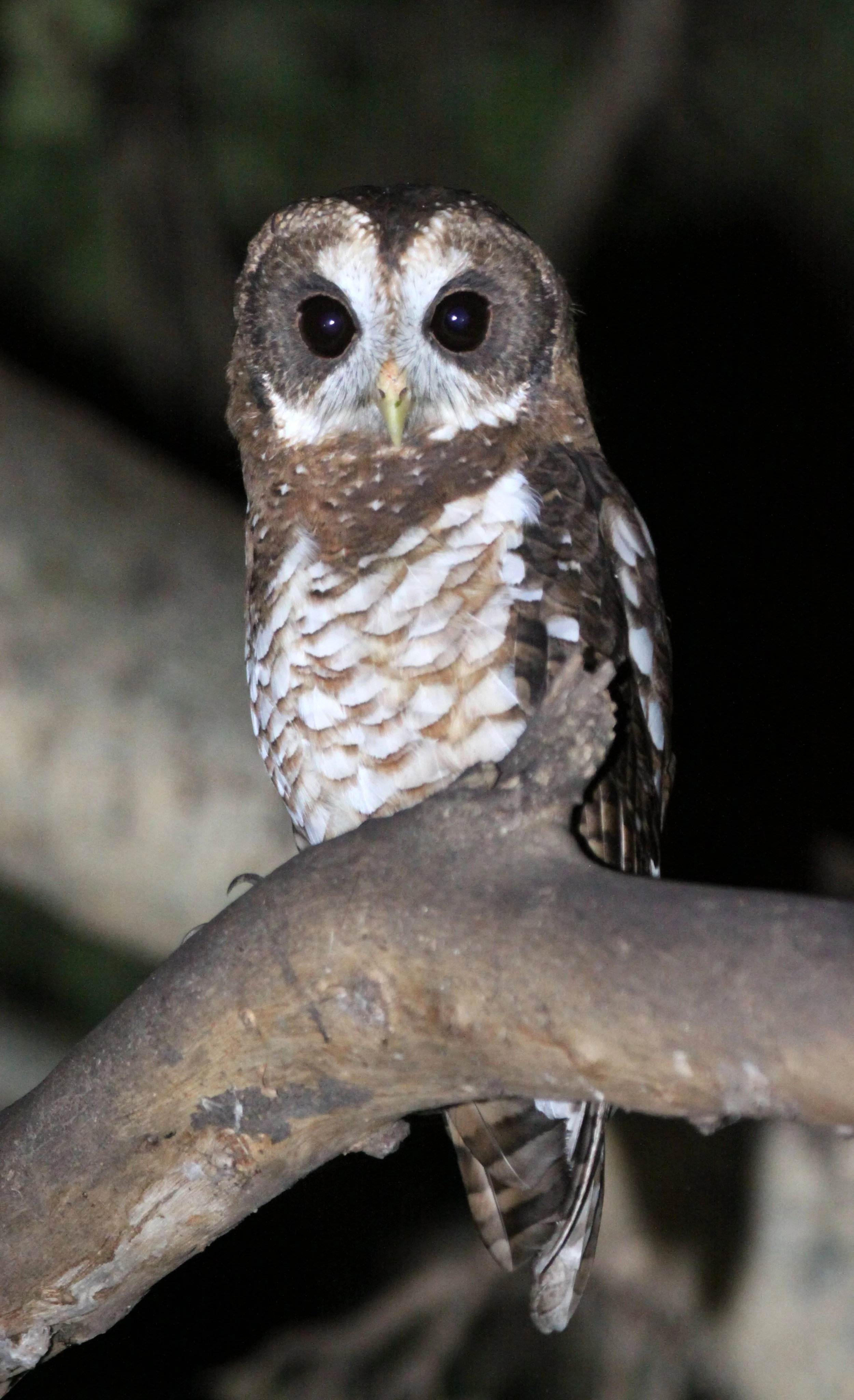 Strix woodfordii - AFRICAN WOOD OWL - LAKE LANGANO ETHIOPIA (5).JPG